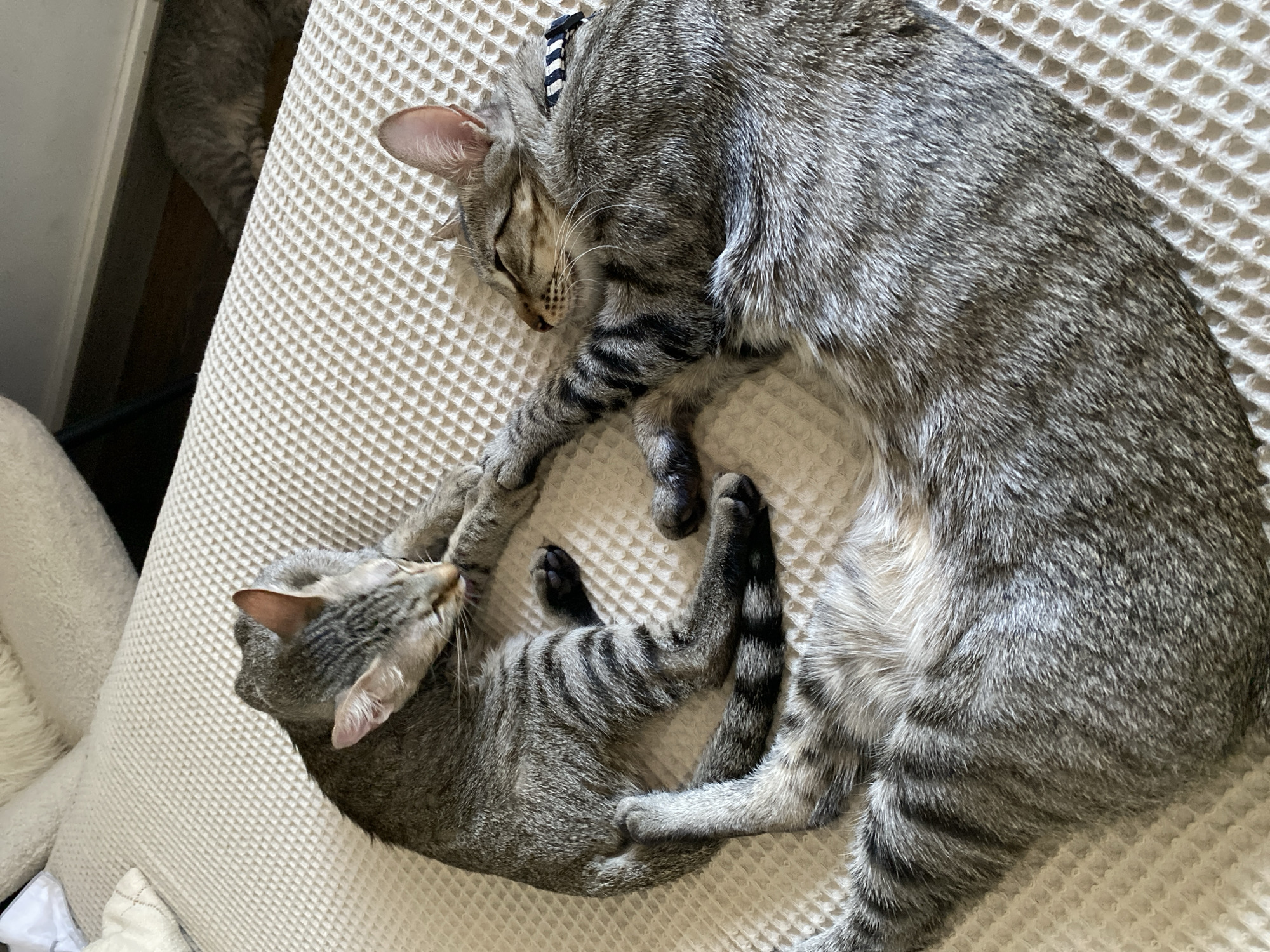 In Mas De Moregons, Spain, two tabby cats are resting on a textured beige surface. The cat on the left is curled up, grooming its paw, while the cat on the right is lying on its side with its eyes closed. Their tails are intertwined, and they appear to be sleeping or napping together. The background is blurred, suggesting an indoor setting with furniture.