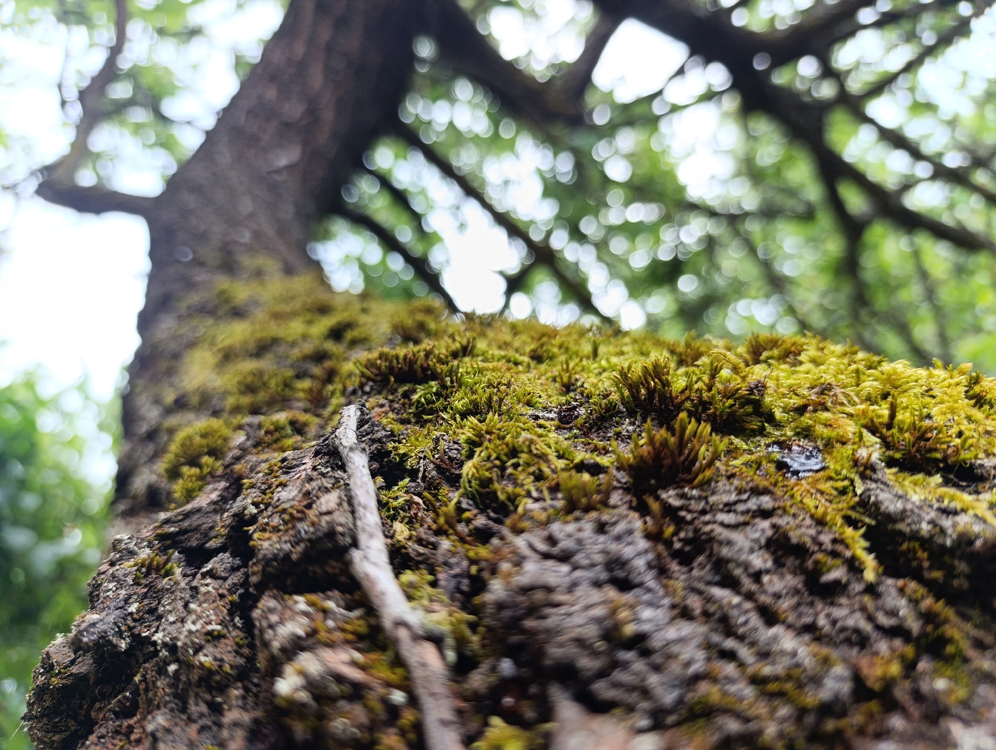 An extreme low-angle, close-up photograph taken in Nikolichevtsi, Bulgaria, focuses on a heavily moss-covered tree trunk or large branch. The immediate foreground is dominated by a dense, vibrant green and yellowish-green moss, clinging to dark, textured bark. Individual moss sporophytes are discernible, appearing as miniature, upright structures. A slender, light-colored twig or root segment runs diagonally across the lower-mid left, partially embedded within the moss. The midground transitions to the blurred, dark silhouette of the tree's trunk and thick branches extending upwards and across the frame. The background is rendered in soft bokeh, revealing diffused sunlight filtering through a canopy of green leaves and patches of bright sky. No human figures, animals, or artificial structures are present. The scene depicts a natural, verdant environment.
