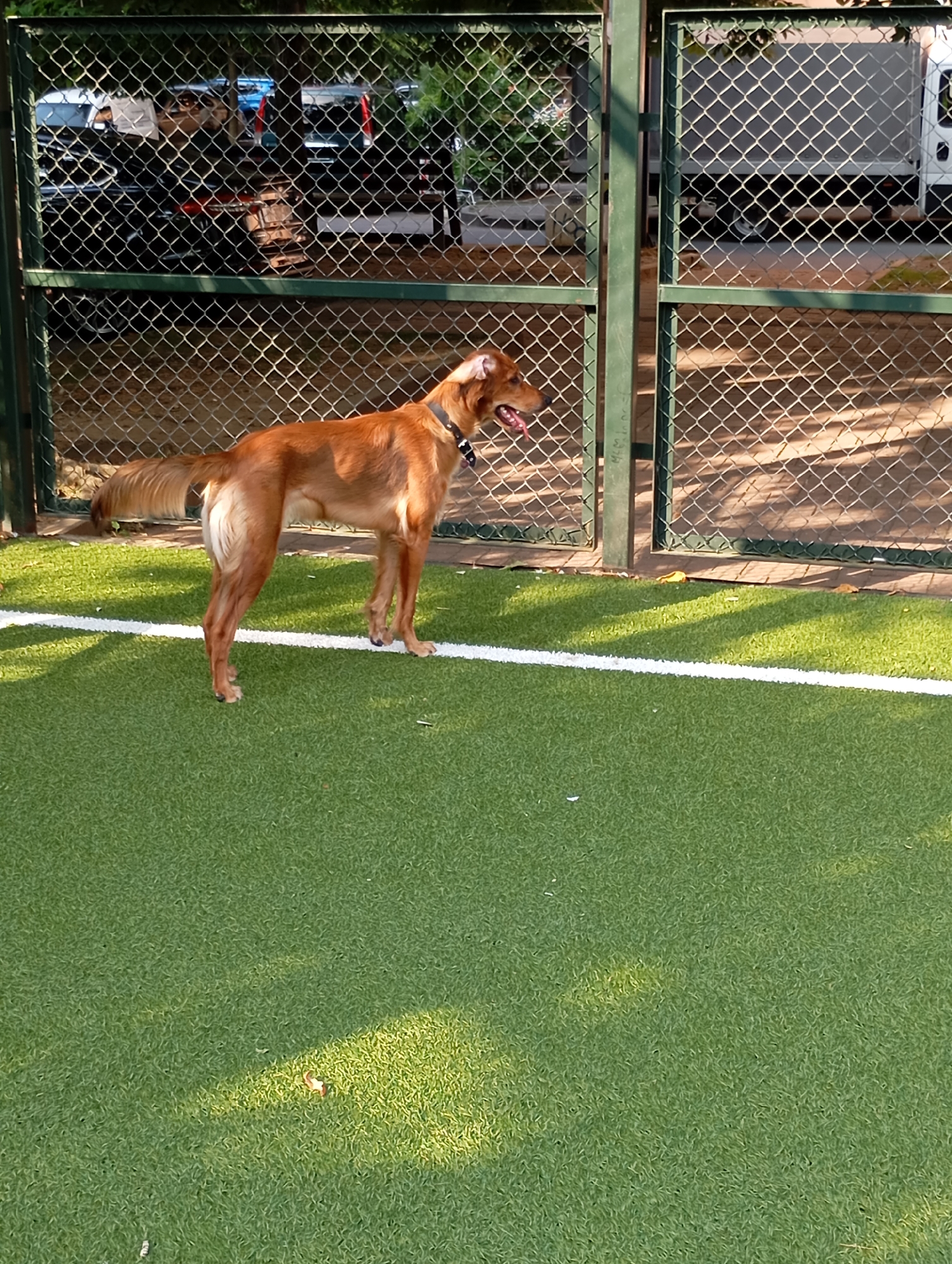 The image depicts a medium-sized, golden-brown dog with a long tail standing on a green artificial turf surface. The dog is facing to the right with its mouth slightly open and tongue visible. A dark collar is around its neck. The background consists of a metal fence with diamond-shaped openings, behind which several vehicles are parked, including a white truck on the right and darker cars on the left. The scene appears to be an outdoor enclosed area, possibly a dog park or a training ground, with some trees and foliage visible beyond the fence. The lighting suggests it is daytime, with shadows cast on the turf. The location is identified as Batumi, Georgia.