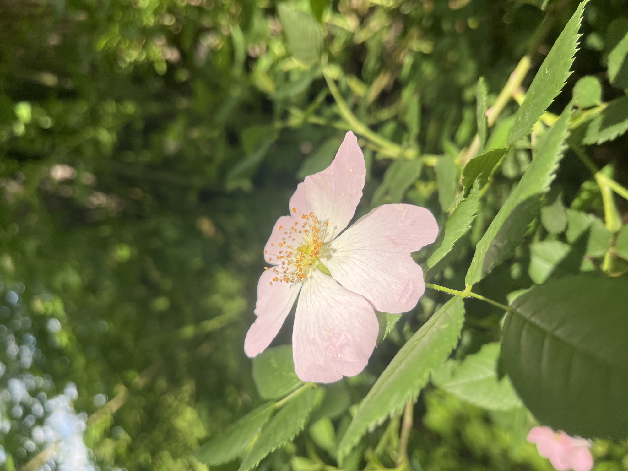 A pale pink flower with yellow stamens is in focus, surrounded by jagged-edged green leaves. The background is a blurry mix of green foliage and light patches. The image was likely taken in Saratovskaya, Russia, due to user request.