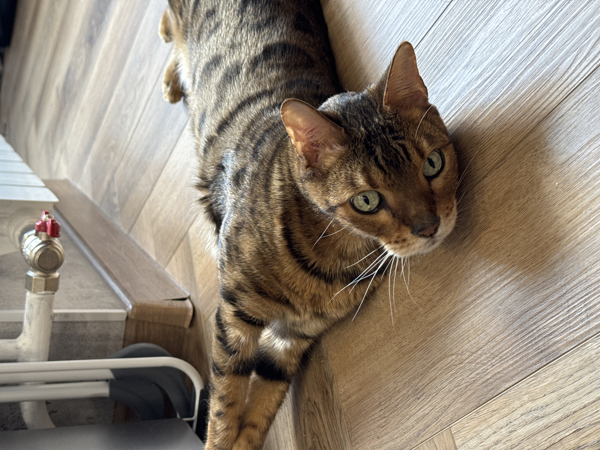 An eye-level shot captures a magnificent Bengal cat lying diagonally on a light wood-look laminate floor. The cat's fur displays a distinctive pattern of dark brown stripes and spots against a golden-brown background. Its head is tilted slightly upwards, gazing directly at the viewer with striking green eyes and prominent white whiskers fanning out from its muzzle. The cat appears relaxed and curious.
The indoor setting is illuminated by soft, natural light, suggesting it is daytime. In the bottom left corner of the frame, a segment of a white pipe with a red-handled valve is visible, alongside a white metal rack, possibly part of a radiator or a utility fixture. A dark grey object is partially obscured beneath the rack. The flooring is clean and consistent throughout the visible area. No people or text are present in the image.