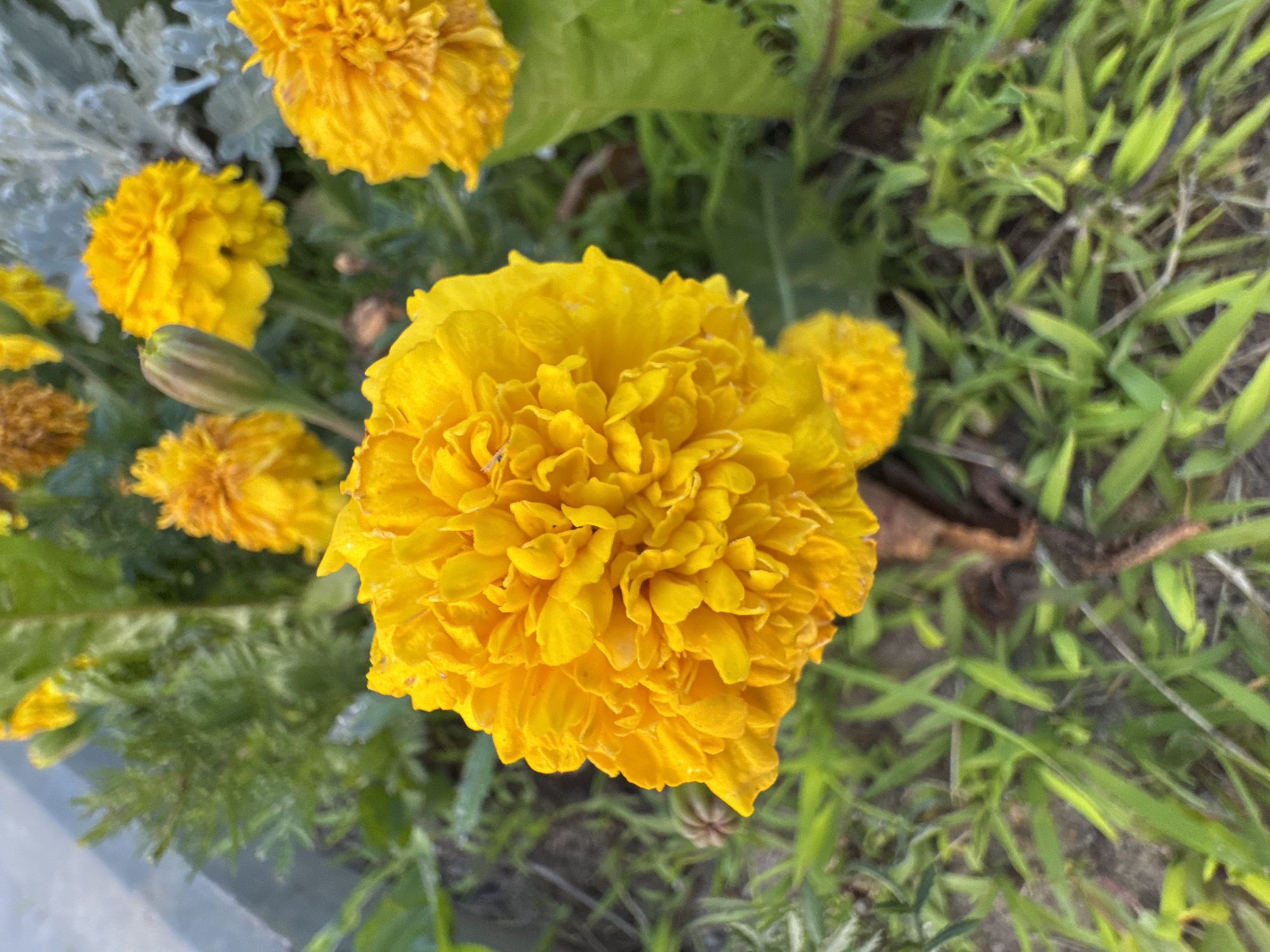 A close-up, eye-level, vertical shot focuses on a bright yellow, ruffled marigold flower in full bloom. The marigold is the dominant subject, positioned in the lower-left quadrant of the frame, with its textured petals filling a significant portion of the image. Behind it, and slightly out of focus, are several other yellow marigolds, some in bud form, and some fully bloomed. The flowers are set against a background of green foliage and thin blades of grass. The ground beneath the flowers appears to be soil, with a few dry leaves scattered amongst the greenery. The lighting suggests an outdoor setting, possibly a garden or park. The scene is devoid of people or animals. The location is identified as the city of Cherven, Belarus.