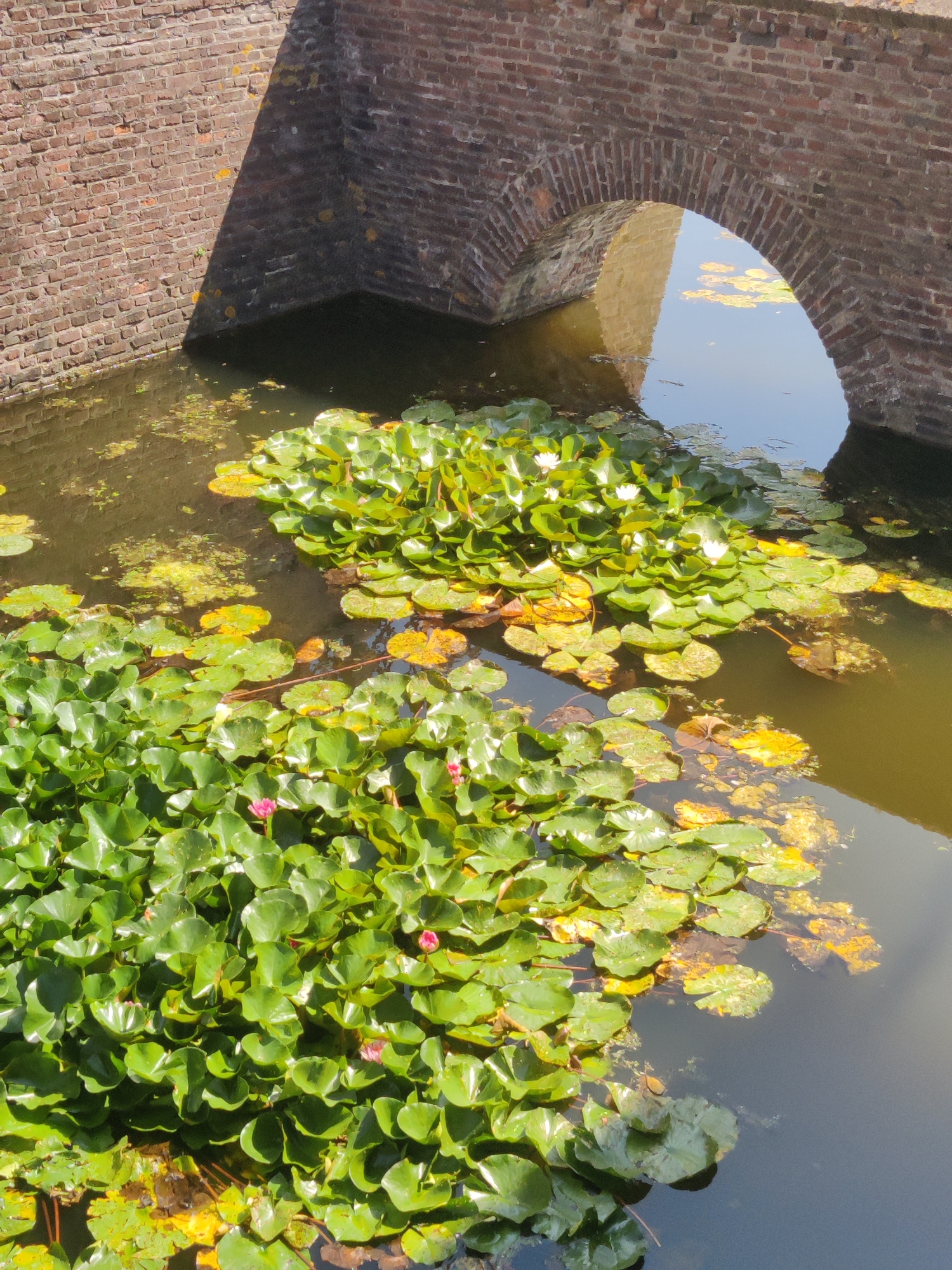 The image shows a close-up view of a moat with abundant water lilies, set against a brick archway. The moat water is dark and reflects the sky and the brick structure. The water lilies are a vibrant green, with some interspersed yellowed lily pads and a few blooming white and pink flowers. The brickwork of the archway is weathered and shows signs of age. The context of Isselburg, Germany, is a crucial piece of information that informs the interpretation of the scene. The scene likely depicts a section of the moats surrounding the Isselburg Castle or a similar historical fortification within the city. The lighting suggests a bright, sunny day, casting shadows across the brickwork and highlighting the lush foliage of the water lilies. There are no people visible in the image.
