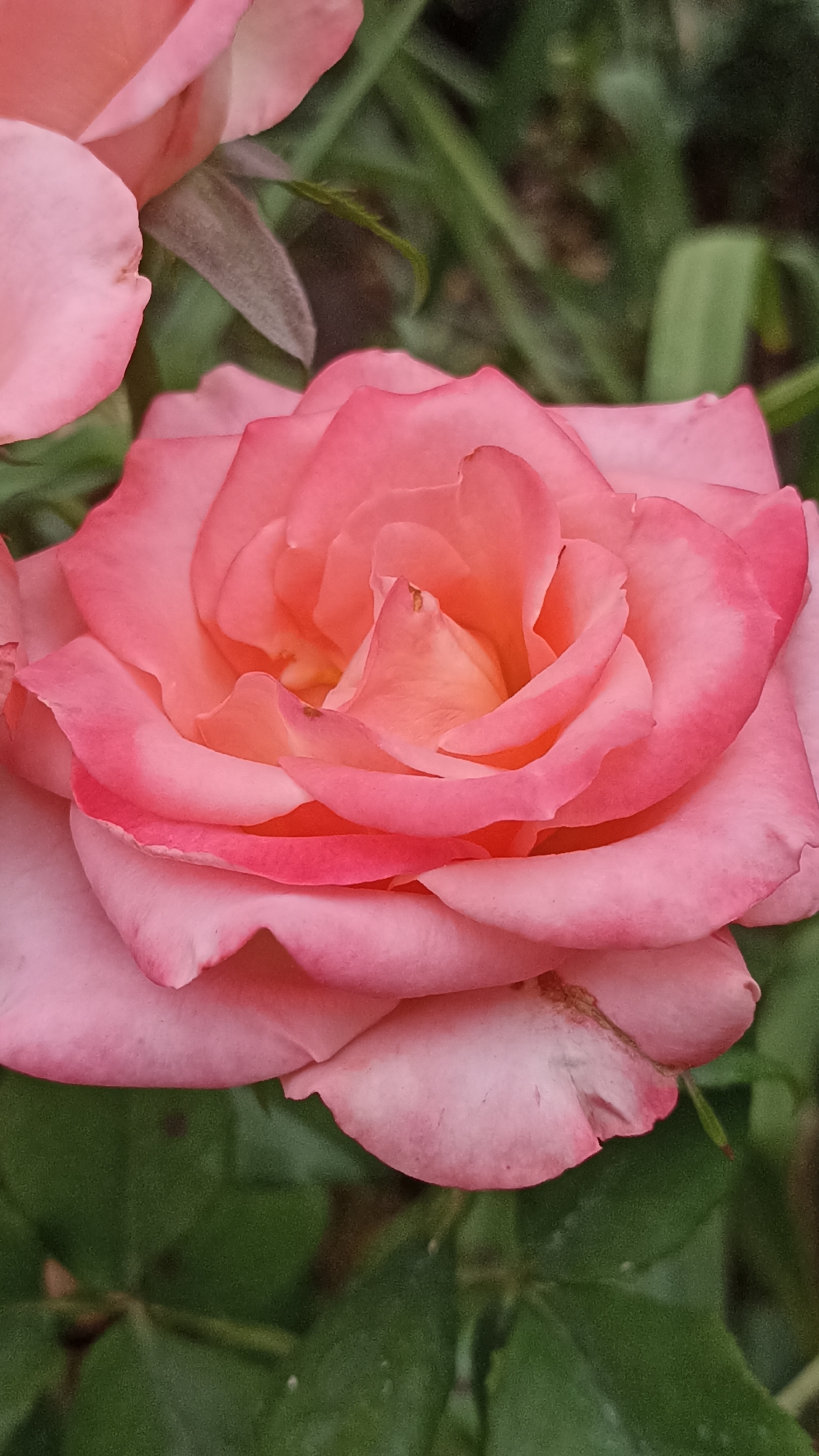 A close-up, vertical shot focuses on a light pink rose in bloom. The rose's petals are soft and curved, with the center appearing a deeper, warmer shade of pink or orange. The background consists of blurred green foliage, suggesting an outdoor setting. There is no visible indication of the city of Magala, Moldova.