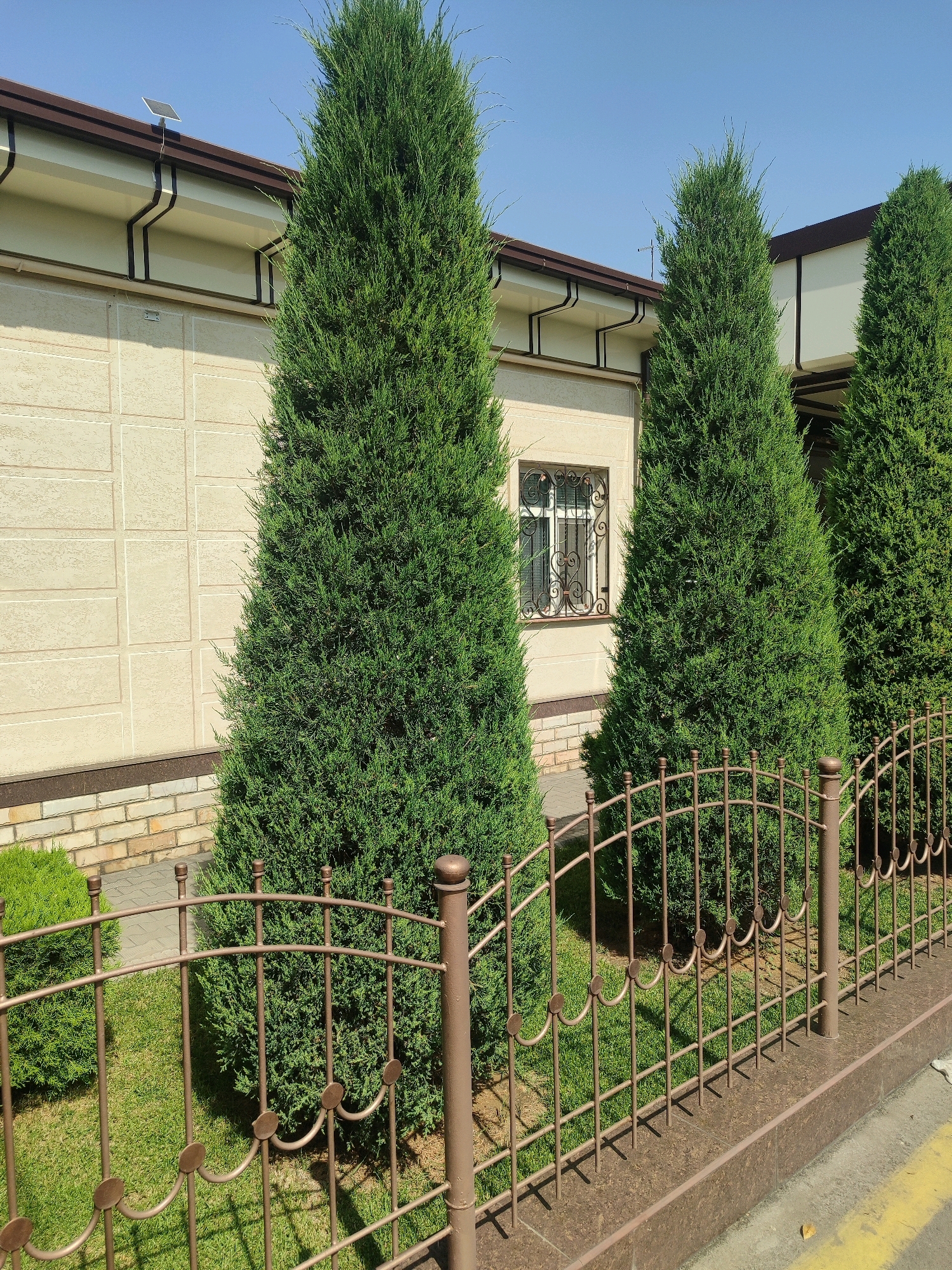 The image depicts a section of a building's facade with a manicured lawn and a decorative metal fence. The building has a light-colored, textured exterior wall with rectangular patterns and a brown roofline with visible gutters. A small solar panel is mounted on the roof. There is a window with ornate metal grilles. Several tall, conical evergreen trees are planted in front of the building, lining the fence. The fence is made of dark brown metal with a repeating pattern of vertical bars and curved decorative elements. A patch of bright green grass is visible behind the fence. The environment appears to be an outdoor residential or commercial property on a clear, sunny day. The scene is likely in Tashkent, Uzbekistan, given the architectural style and vegetation.
