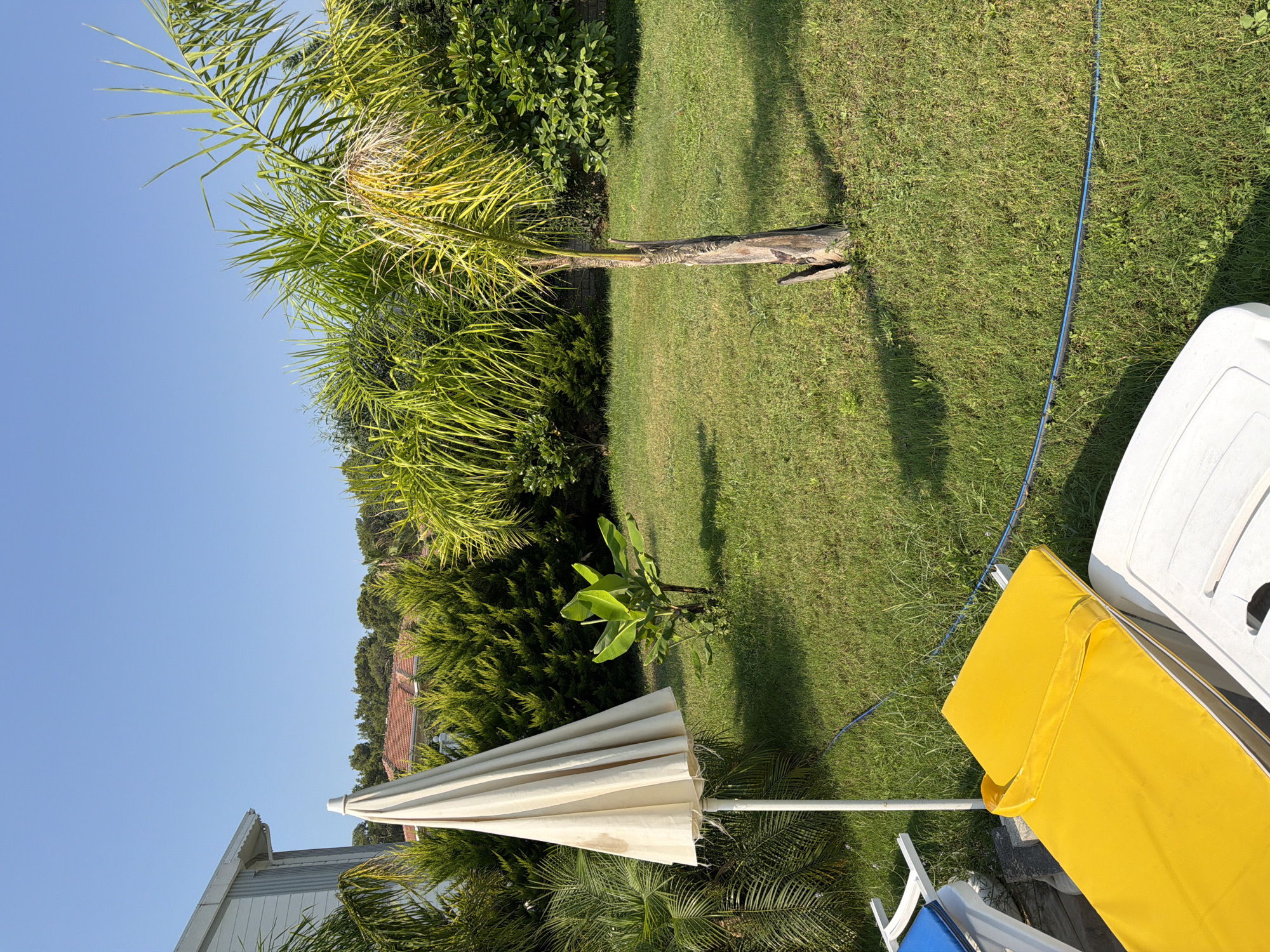 A sunny, outdoor view of a well-maintained, grassy garden area in Kemer, Turkey. The foreground shows a folded, beige patio umbrella standing on a white pole to the left. In front of the umbrella are two empty lounge chairs, one with a yellow cushion and another partially visible white chair with a blue cushion. A thin, blue hose lies coiled on the grass, extending from the middle ground towards the foreground. The middle ground features a small banana plant. To the right of the banana plant is a slender palm tree with a weathered trunk. The background consists of dense, dark green evergreen trees and shrubs, with a glimpse of a tiled roof and the side of a light-colored building to the far left. The sky is clear and bright blue.
