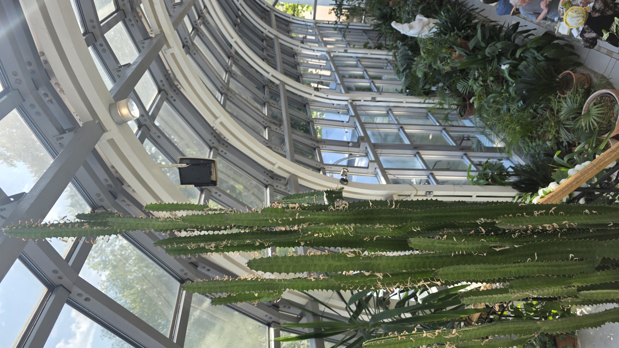 The image shows the interior of a building with a curved glass and steel structure, likely a greenhouse or conservatory. The building is in Saint Petersburg, Russia. A tall, green cactus-like plant with ridges and small white thorns is prominently displayed in the foreground. Behind the plant, various other plants and potted greenery are visible, creating a lush, botanical environment. The glass walls and roof of the building allow ample sunlight to penetrate, illuminating the plants. In the top right corner, some people are sitting at a table.