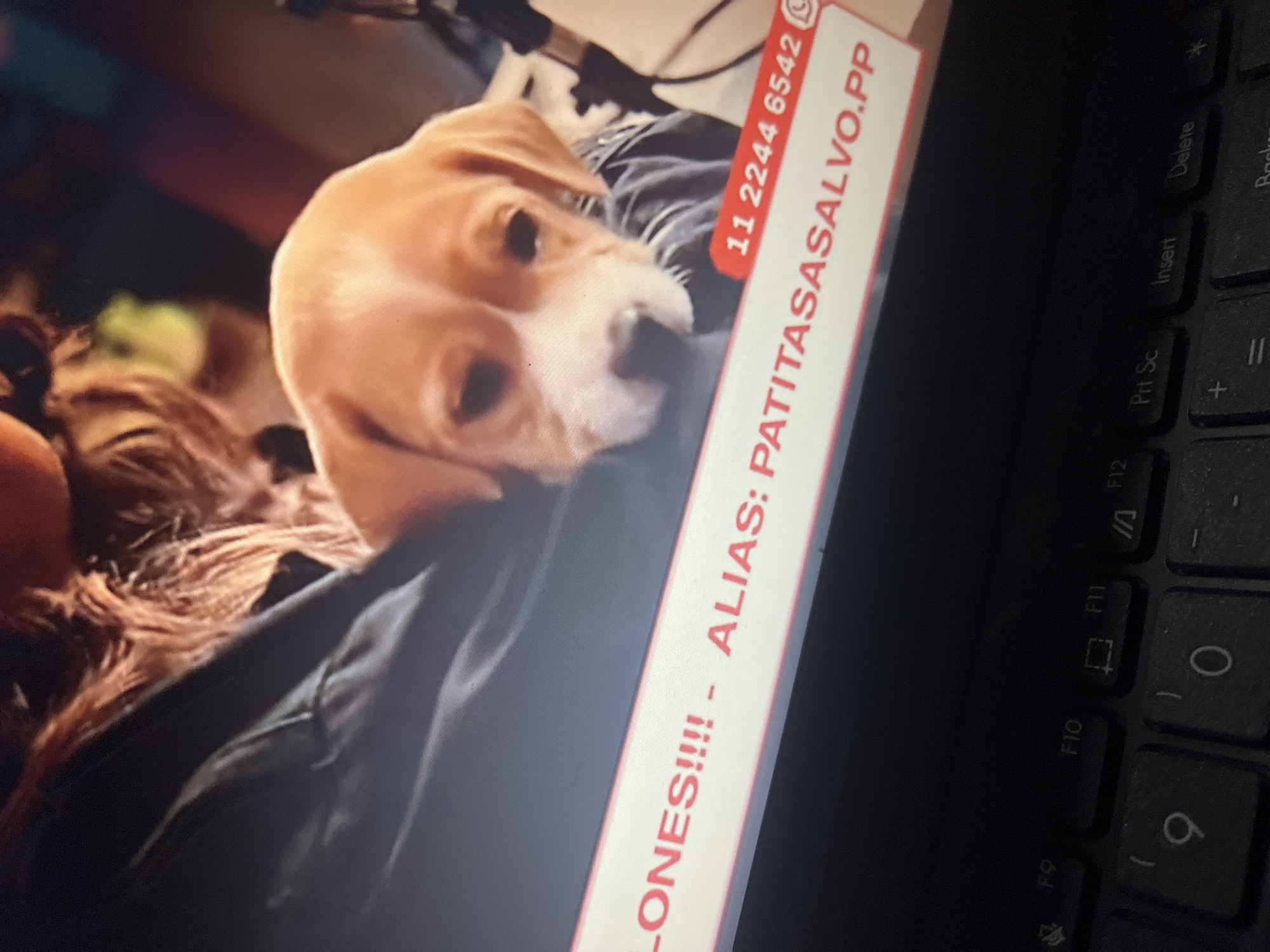 The image shows a close-up of a cute, tan and white puppy being held by a person whose arm and hair are visible in the background. The puppy has large, soulful eyes and a speckled nose. A red and white banner runs across the bottom of the image, displaying text that reads "LONES!!!! - ALIAS: PATITASASALVO.PP" and a phone number "11 2244 6542" with a WhatsApp logo. The scene appears to be indoors, possibly on a television screen, given the pixelation and display of text and a phone number. The bottom portion of the image shows a laptop keyboard. There are no discernible elements that indicate a specific location in Santa Ana, Venezuela.