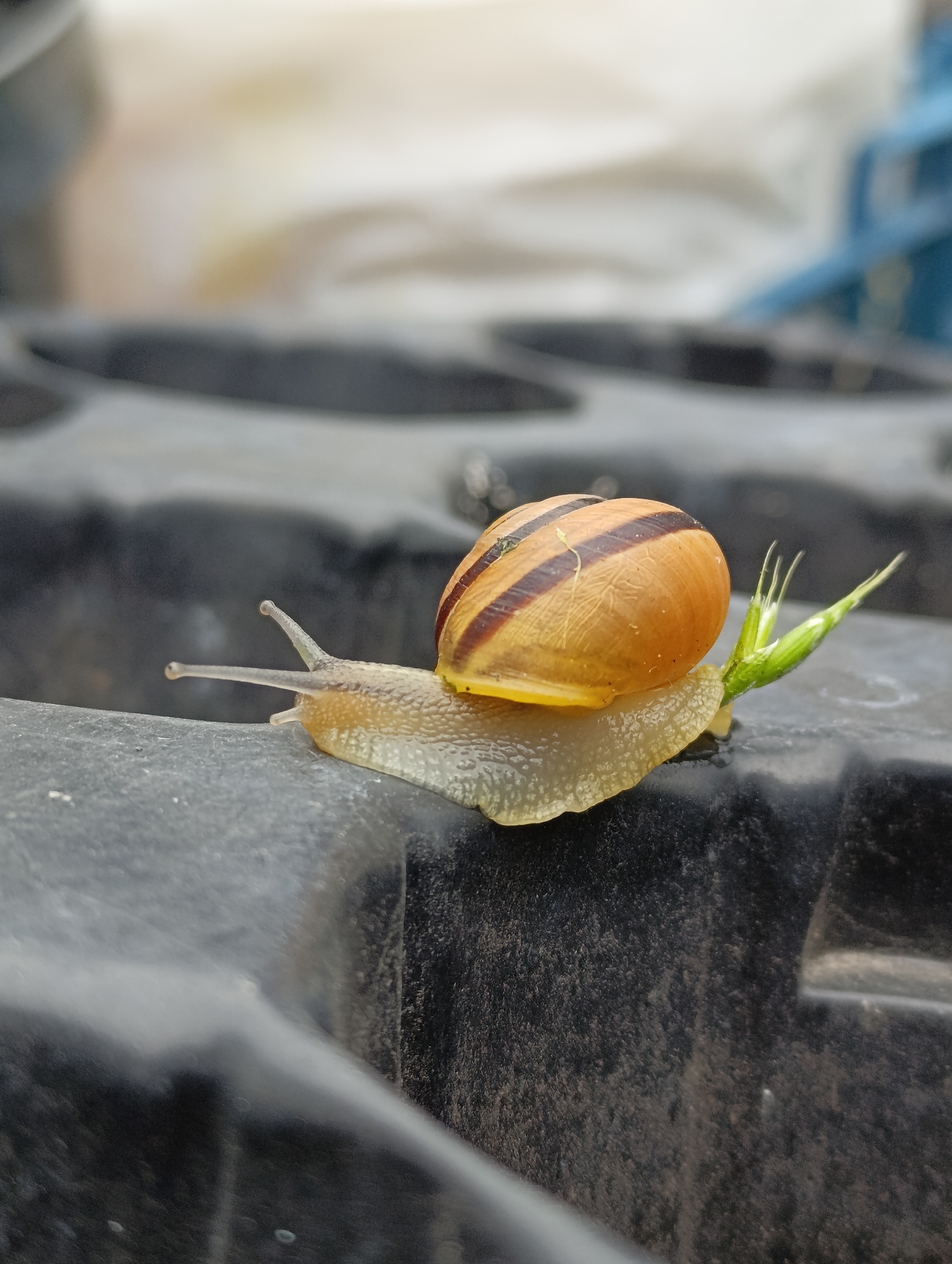 A snail with a light brown, spiraled shell with dark brown stripes is crawling on a textured black surface. The snail's body is translucent and pale yellow. It has two long tentacles extending forward, each tipped with a small, bulbous appendage. Behind the tentacles, two smaller, shorter tentacles are visible. A small piece of green vegetation is attached to the snail's body near its head. The background is blurred and appears to be outdoors, with hints of light-colored objects and blue structures. The scene is captured in close-up, focusing on the snail and its immediate surroundings.