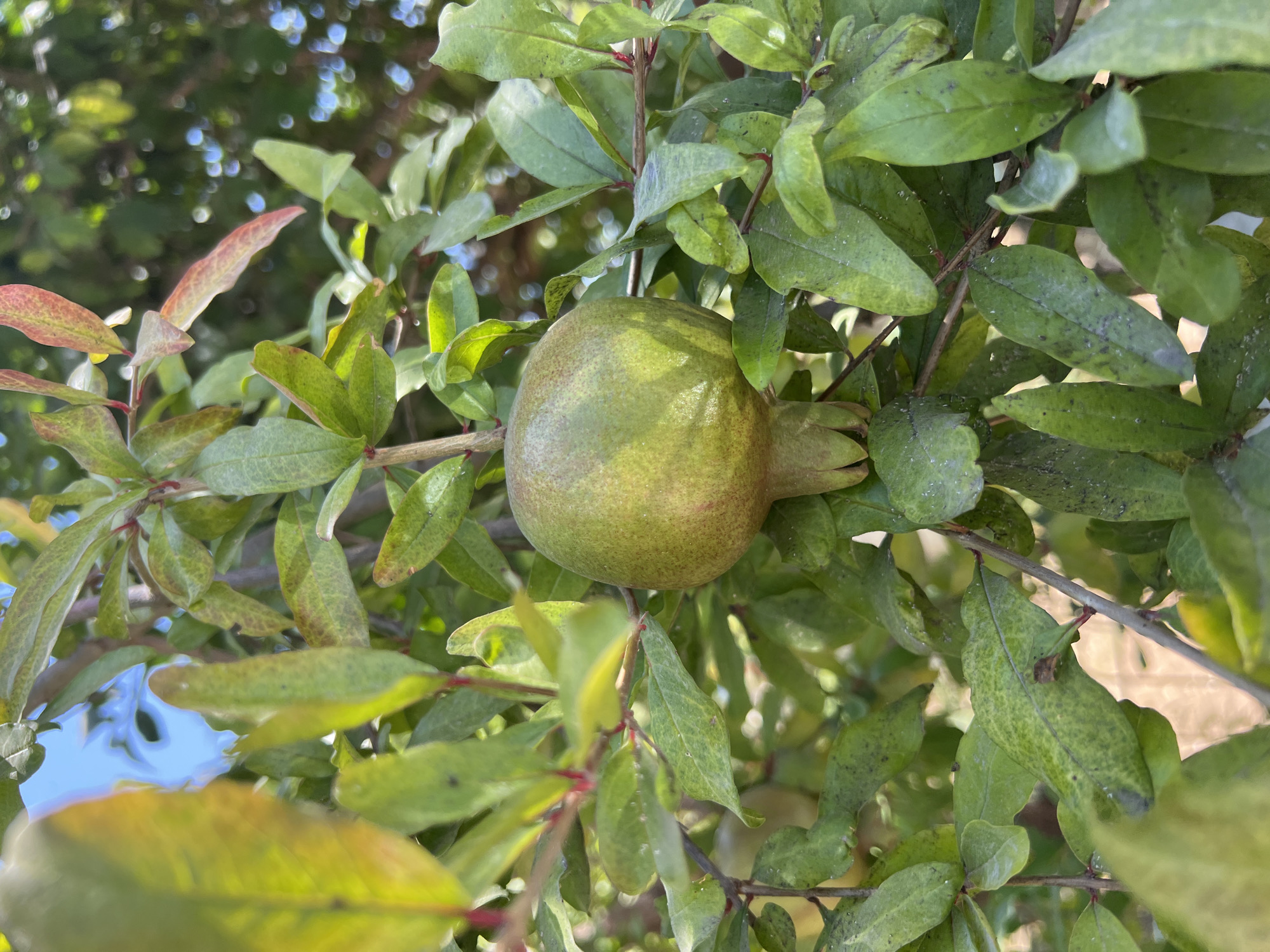 A single, unripe green pomegranate hangs from a branch amongst lush green leaves. The pomegranate is roughly spherical, with a slightly irregular shape and a prominent crown of sepals at its base. The leaves are oval, with pointed tips and a somewhat glossy surface. Some leaves exhibit a reddish tint, particularly those at the top of the frame. The background is a blur of green foliage and hints of blue sky, suggesting an outdoor setting. The image appears to have been taken in a garden or orchard, possibly within the city of Antalya, Turkey, given the commonality of pomegranate cultivation in the region. No people are visible in the scene.