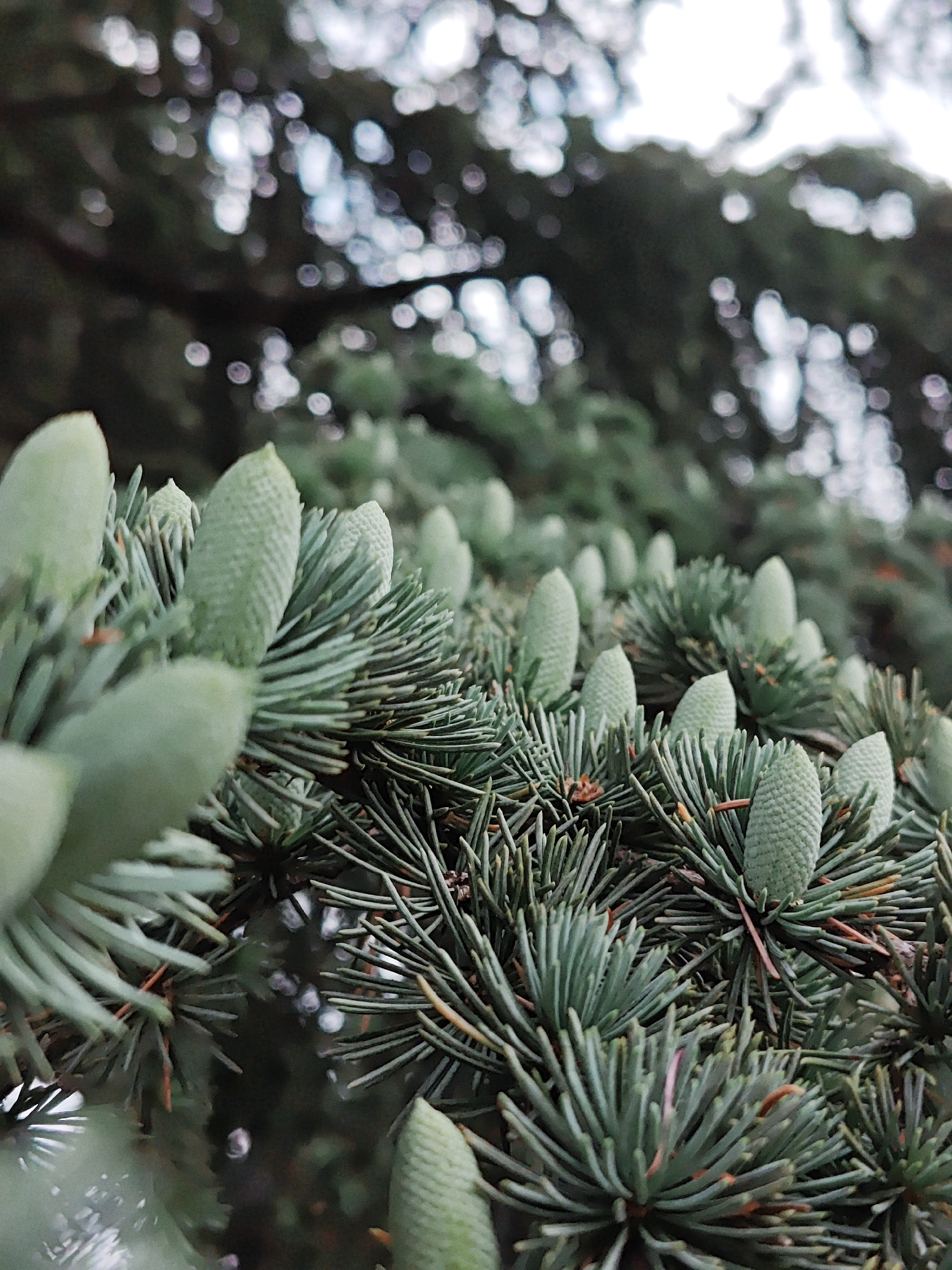 A close-up, low-angle outdoor shot focuses on a cluster of pine cones and needles on a pine tree branch. The pine cones are light green and have a textured, segmented appearance. The needles are a deep green, long, and slender, arranged in dense clusters. In the background, the foliage of the tree is dark and out of focus, with blurred highlights of light filtering through. The image has a shallow depth of field, with the foreground elements sharply defined and the background softly blurred. The scene is set in an outdoor environment, likely a park or a natural area.