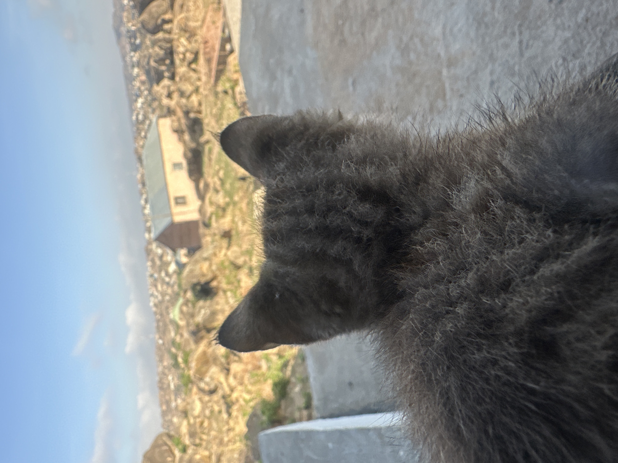 A close-up, slightly tilted image shows the back of a fluffy grey cat's head, positioned to the right of the frame. Its ears are perked up, suggesting alertness. To the left, blurred in the background, is a landscape featuring buildings and rocky terrain. This landscape is plausibly in Jos, Nigeria. The cat is located on a grey, concrete surface.