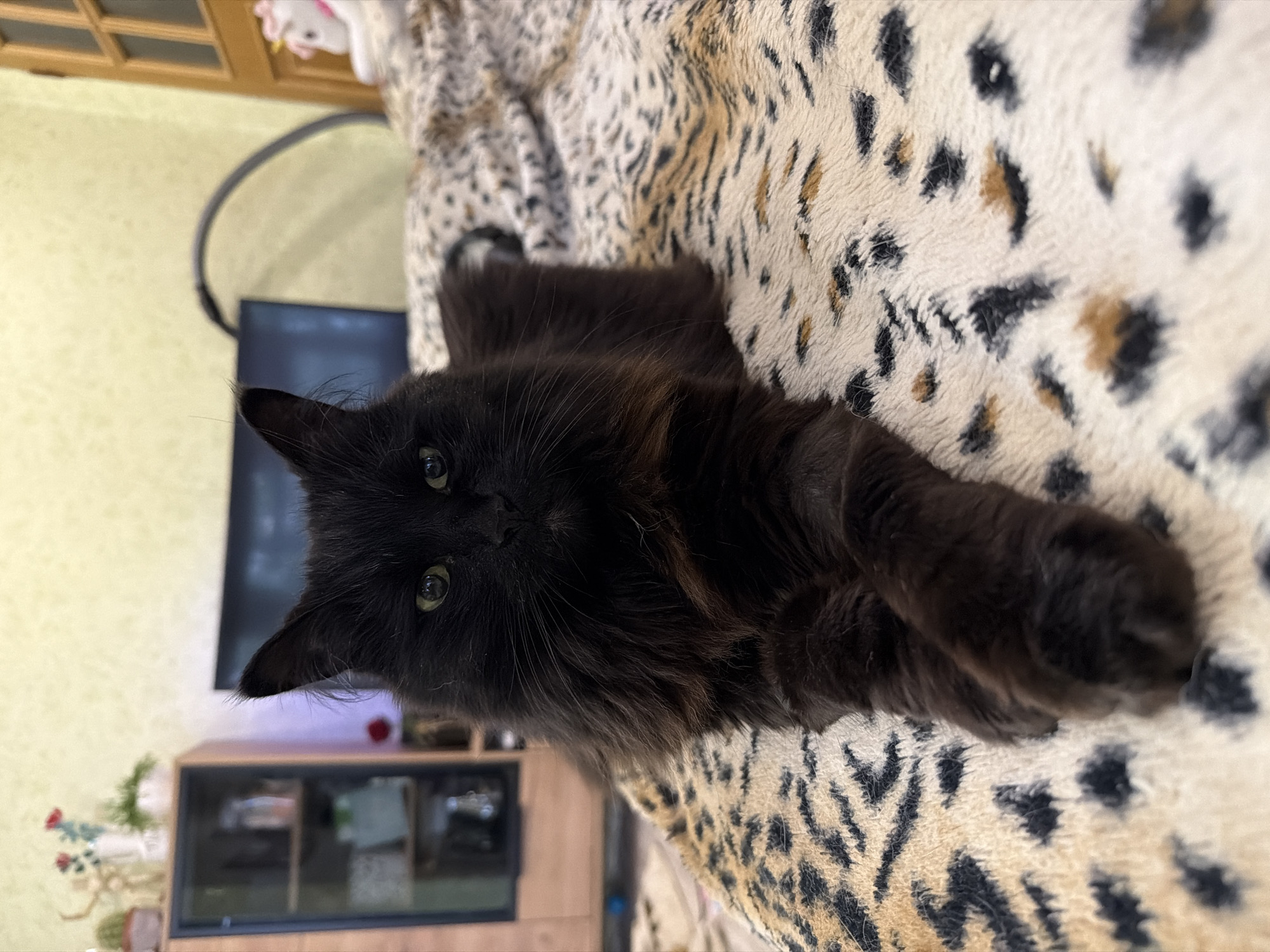 A black, long-haired cat is lying on a leopard-print blanket, with its front paws crossed. The cat is facing the camera, with its green eyes open. The background is blurred, but appears to be an indoor setting with a television and a cabinet. The image was taken in Petropavlovsk-Kamchatsky, Russia.