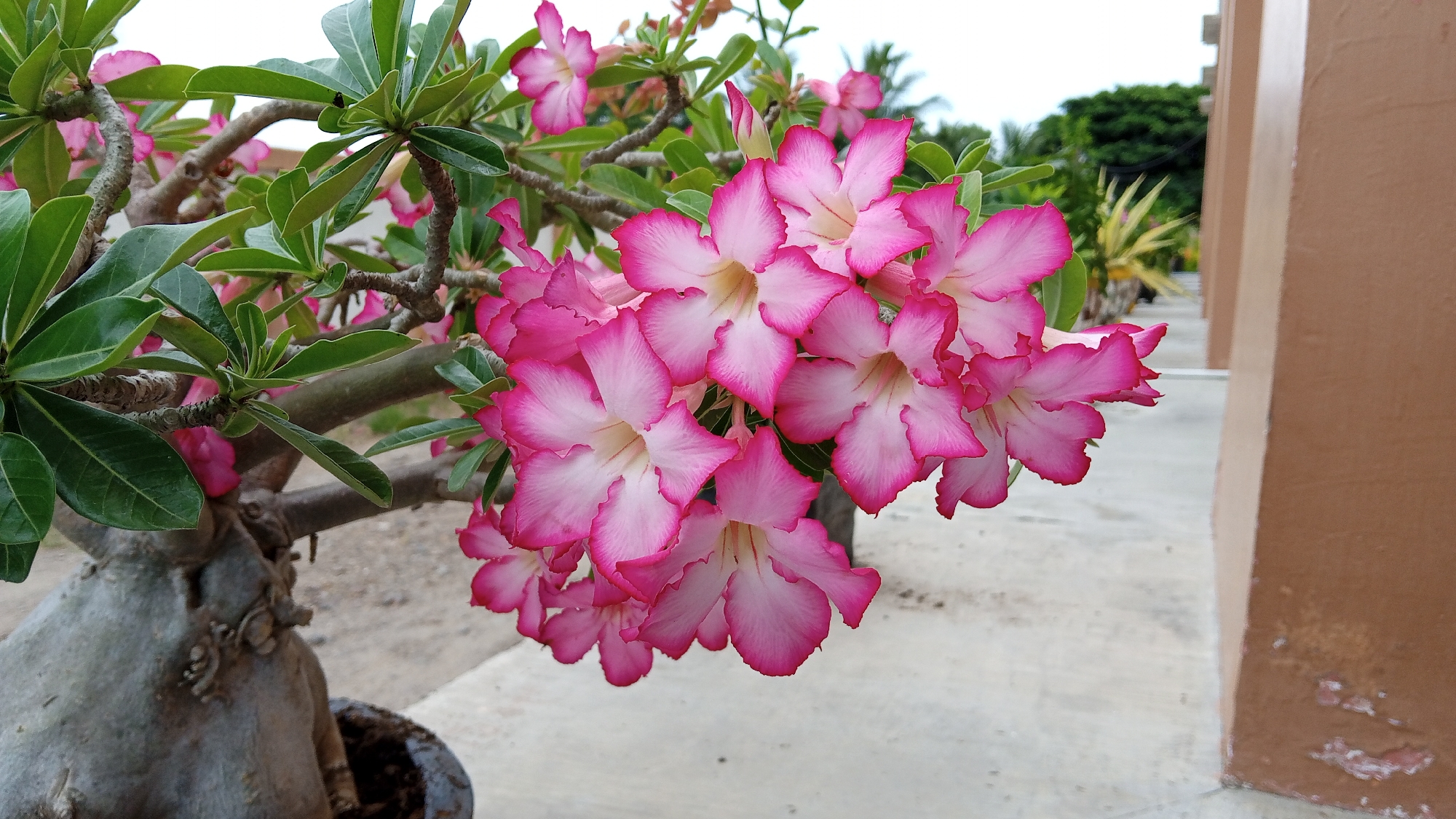 In the city of Cotgadong, Indonesia, an Adenium obesum plant, commonly known as a desert rose, is showcased. The plant features a cluster of vibrant pink and white flowers, with thick, gnarled branches and lush green leaves. The scene is set against a backdrop of a paved walkway and a building with a terracotta-colored wall. The sky is overcast, indicating a cloudy day. The image captures the natural beauty of the plant, highlighting its unique form and delicate blooms, while also providing a glimpse into the urban environment of Cotgadong.