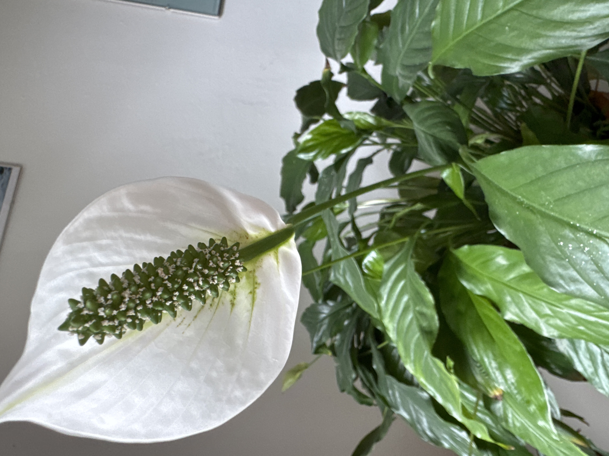 A peace lily plant with a prominent white spathe and green spadix is shown against a plain white wall. The plant has lush, dark green leaves. The image appears to be an indoor shot, possibly in a residential setting. There is no information to indicate the location in the city of Hohenbrunn, Germany.