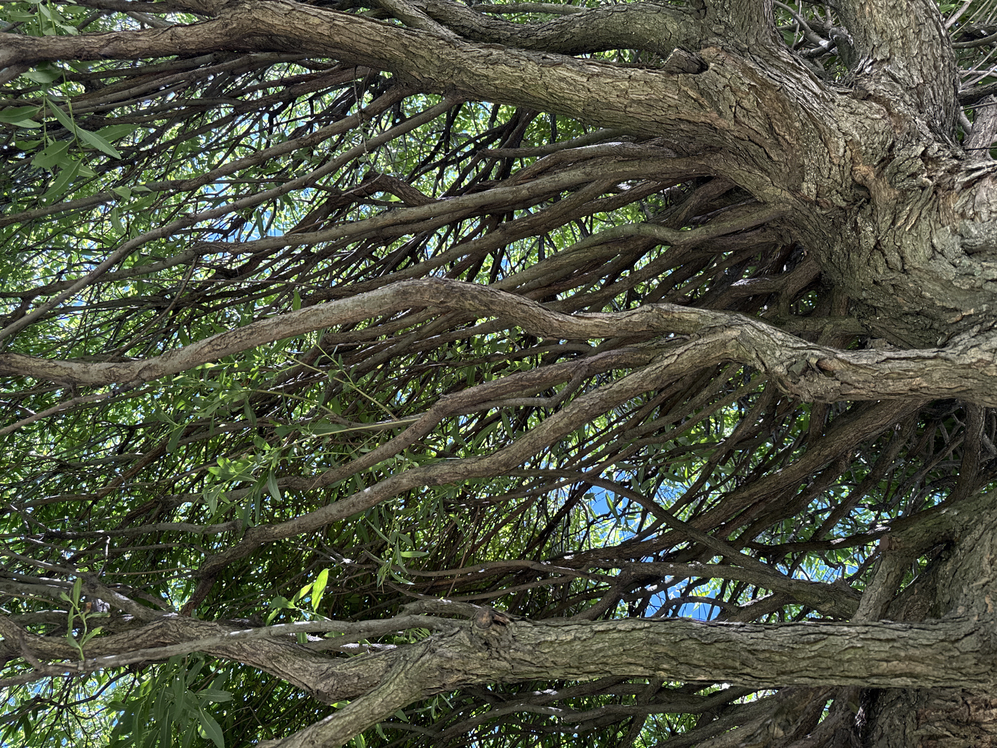 The image is a close-up, low-angle shot of a dense tree canopy, likely a willow due to the drooping branches and slender leaves. The dominant colors are the deep greens of the leaves and the rough, textured browns of the tree bark. Sunlight filters through the foliage, creating dappled light and casting shadows. The branches are numerous and interwoven, creating a complex network against a background of blue sky. The tree trunk in the foreground is thick and gnarled, showing signs of age with its deeply fissured bark. The overall impression is one of natural abundance and a sense of being enveloped by the tree. The location is not specified.