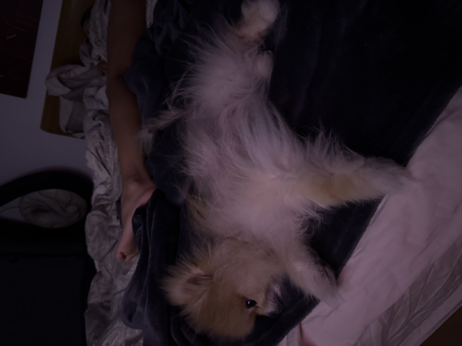 A small, fluffy, light-tan Pomeranian lies on its back atop a dark gray blanket. The dog's head is near the bottom of the frame. One of its eyes is visible. A human foot rests near the left edge, on a silver-gray textured blanket. A portion of a bed with pink sheets is visible on the right side. A dark object is in the lower left.