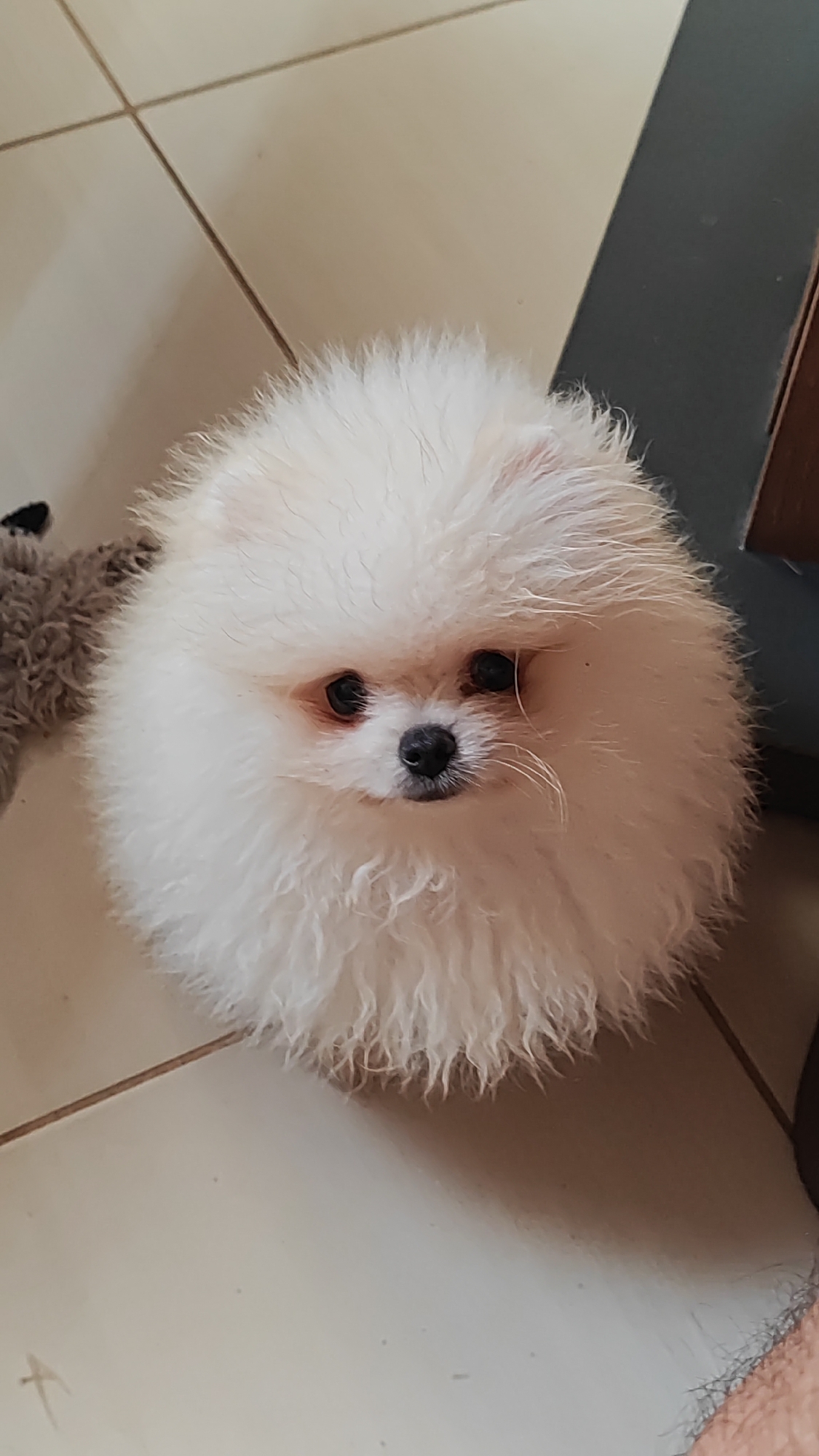 A white Pomeranian puppy sits on a tiled floor. The puppy is fluffy and round, with dark eyes and a black nose. It is looking directly at the camera. To the left of the puppy, a plush toy is partially visible. The background is a light-colored tiled floor, with dark grout lines. To the right, a dark, flat surface is visible, possibly a piece of furniture. The lighting is natural, casting a shadow to the right of the puppy. The image does not contain any specific indicators of its location in Sochi, Russia.