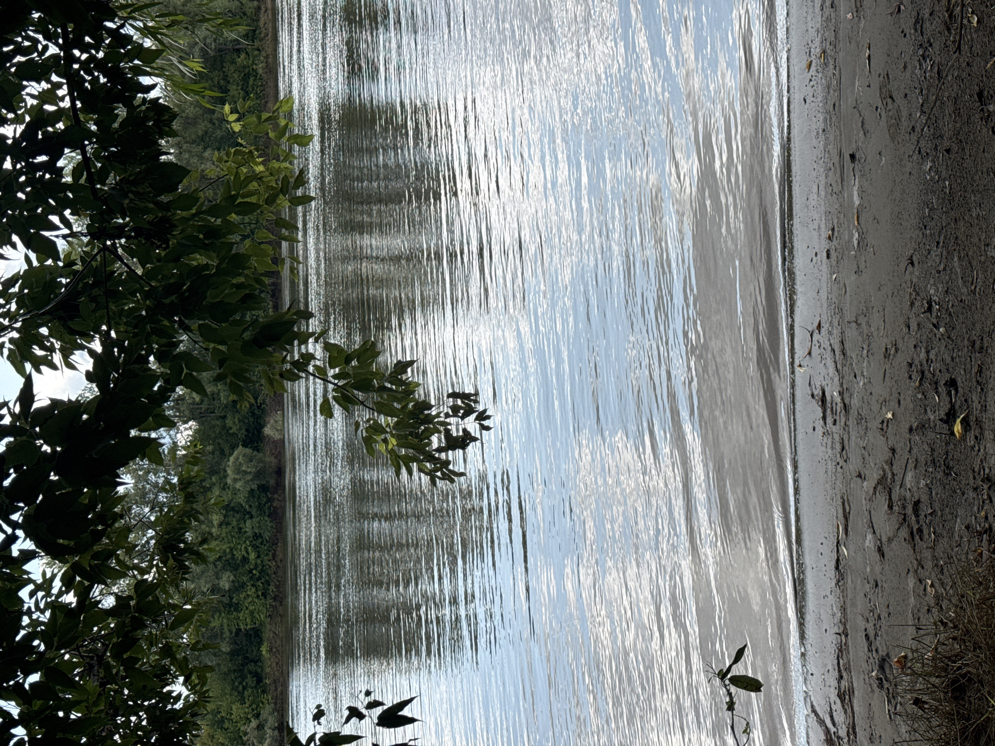 The image depicts a tranquil river scene with a sandy shore in the foreground. Overhanging tree branches with lush green leaves frame the top of the composition, casting dappled shadows on the water. The river is wide and appears calm, with gentle ripples reflecting the sky and distant trees. The opposite bank is lined with a dense forest. The lighting suggests it is daytime, possibly late afternoon or early morning, given the soft light. The scene is natural and undisturbed, suggesting a park or a natural reserve area. The location is the Belaya River in Ufa, Russia, a popular spot for recreation and relaxation. No people are visible in the frame.
