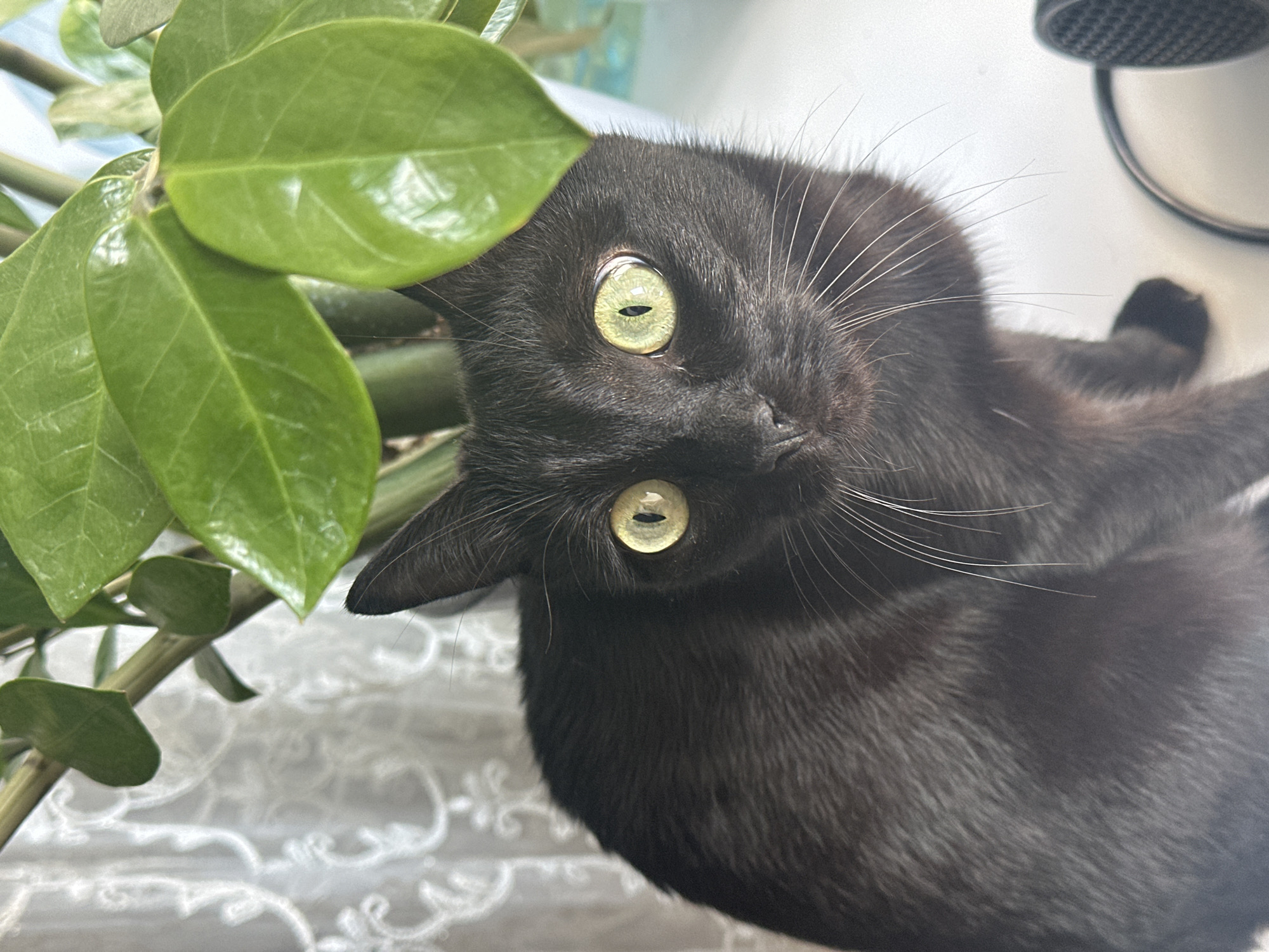A black cat with green eyes is positioned next to a green plant, partially obscuring the cat's face. The cat is slightly tilted to the side. The background shows a white lacy surface and a glimpse of a white object. The location is unknown.