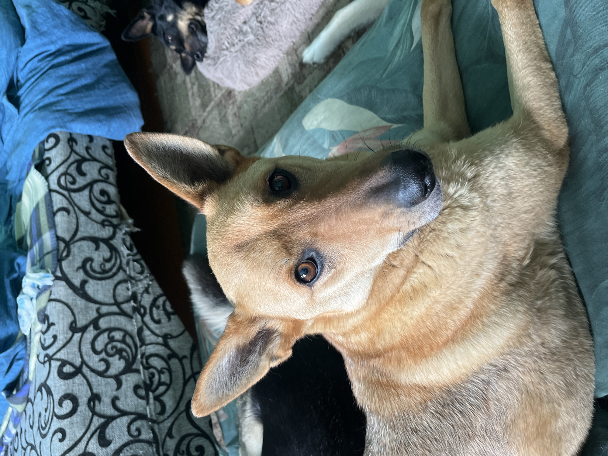 The image shows two dogs indoors, likely on a bed or sofa. The primary subject is a light brown dog in the foreground, lying down and looking directly at the camera. Its ears are perked up, and its eyes are open. Behind it, a black and tan dog is lying down, partially obscured and looking away. The background features patterned bedding and blankets in shades of blue and grey. There is no visible information in the image to suggest it is located in Nizhny Tagil, Russia, or any specific city.