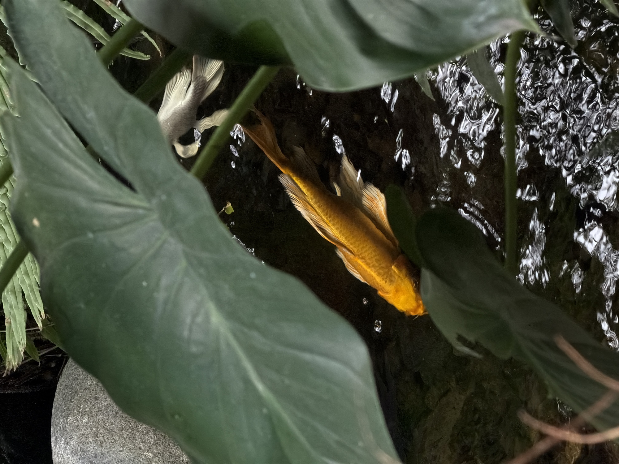 The image depicts a pond with two koi fish swimming among aquatic plants. One fish is golden orange, and the other is white. The water's surface is rippled, reflecting light. Large green leaves of the aquatic plants frame the view. The scene is likely located in North Kuta, Indonesia.
