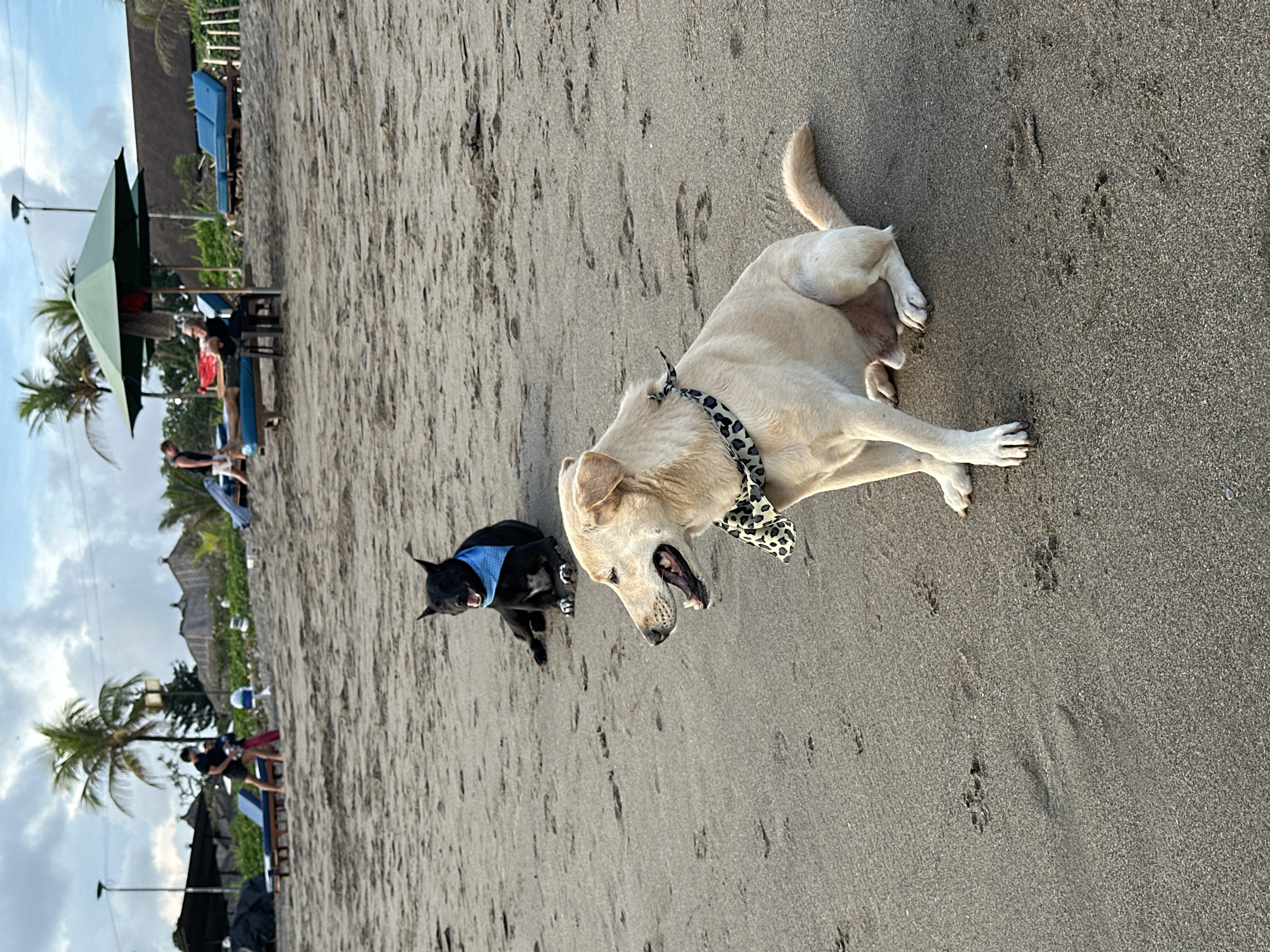 The image shows a beach scene in North Kuta, Indonesia. Two dogs are on the sandy beach. A light yellow labrador lies on the sand, panting with an open mouth. It wears a black and white patterned bandana. A black dog with a blue bandana stands further away. In the background, there are people under green parasols, palm trees, and beachside structures. The sky is partly cloudy.