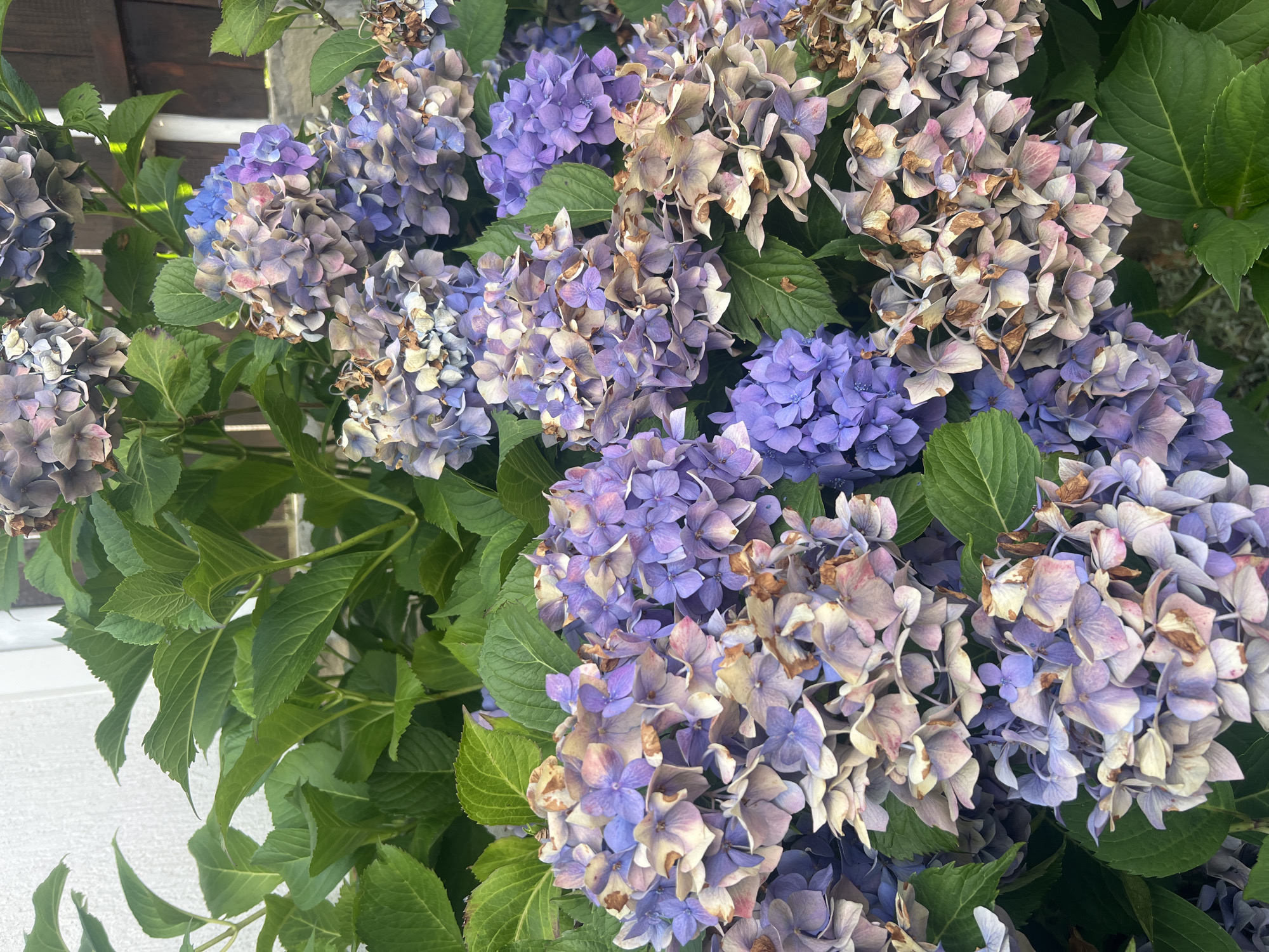 This is a close-up, eye-level photograph of a cluster of hydrangeas. The flowers are predominantly shades of purple and blue, with some petals showing hints of pink and cream. Several flower heads are dried and brown, suggesting the end of their blooming cycle. The foliage is lush and green, with large, serrated leaves. The background is blurred, but suggests an outdoor setting with hints of a white wall and wooden fence. There is no indication of the city of Yaremche, Ukraine, or any specific location within it. No people or actions are depicted in the image.