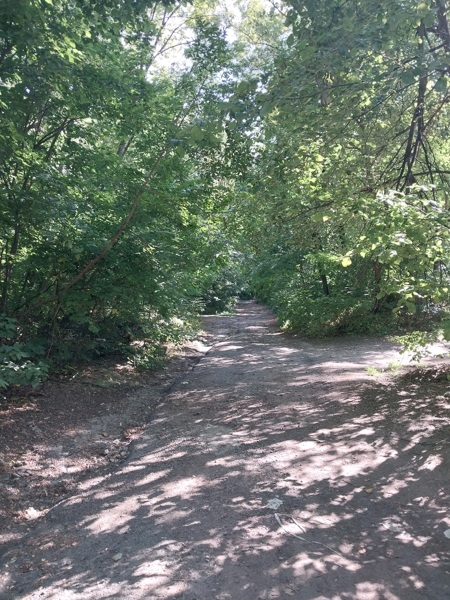 The image depicts a dirt road winding through a densely wooded area. Sunlight filters through the green canopy of trees, casting dappled shadows on the path. The foliage is lush and appears healthy. The road itself is unpaved and shows signs of wear, with loose dirt and small stones visible. There are no people or any man-made structures apparent in the scene, aside from what appears to be a small piece of litter on the road surface in the lower right quadrant. The overall impression is one of a natural, slightly wild environment within a city park or forestation area. Based on the context provided, this scene is located in Dnipro, Ukraine.