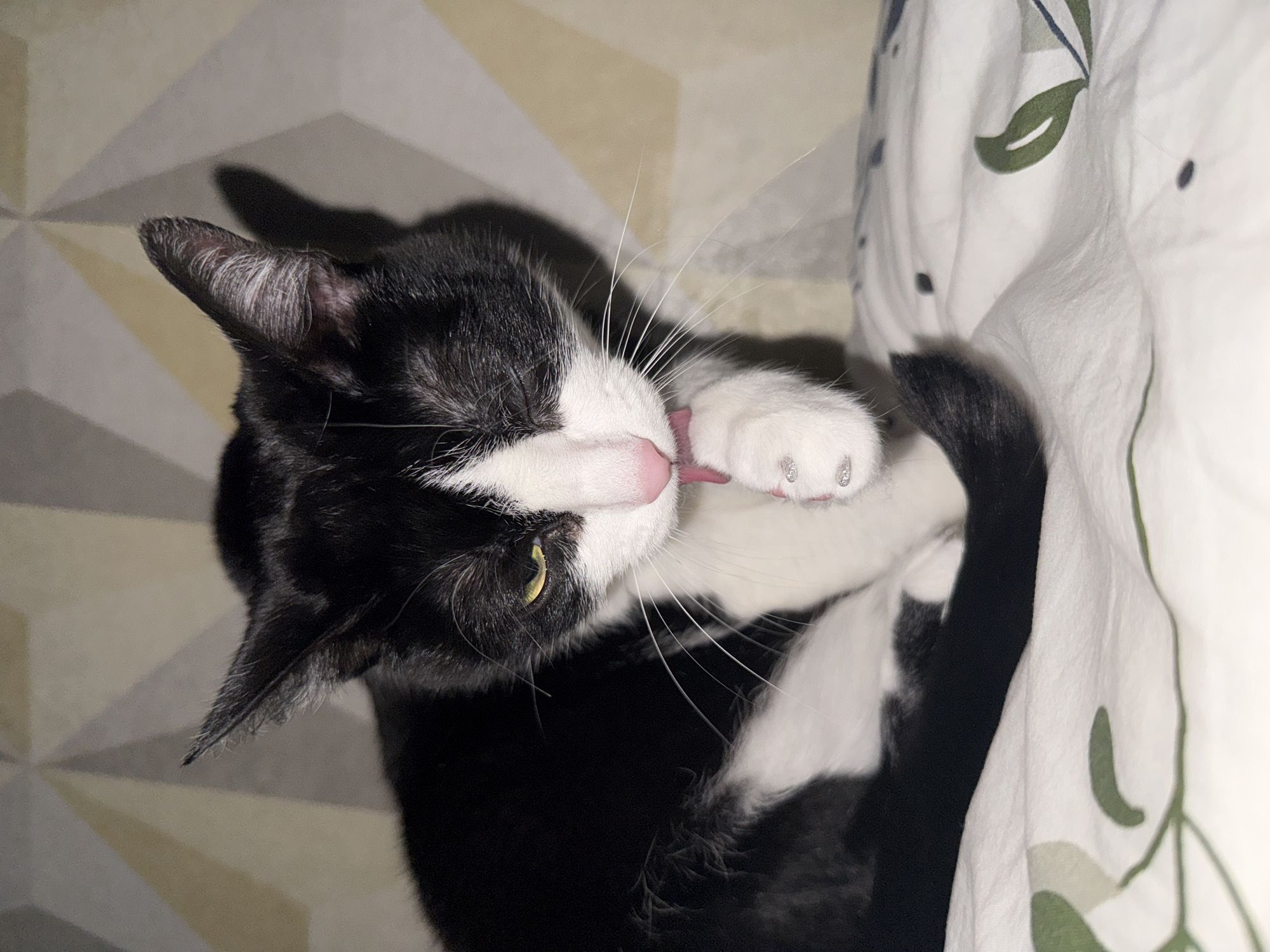 A black and white cat lies on a patterned surface and white patterned sheets, grooming itself. The cat is primarily black, with a white face and paws. It is lying on its side, licking its white paw with its pink tongue. The background consists of a geometric-patterned surface and white sheets with a green leaf design. The image appears to be taken indoors with artificial lighting. There is no indication of the location being in Chaikovsky, Russia.