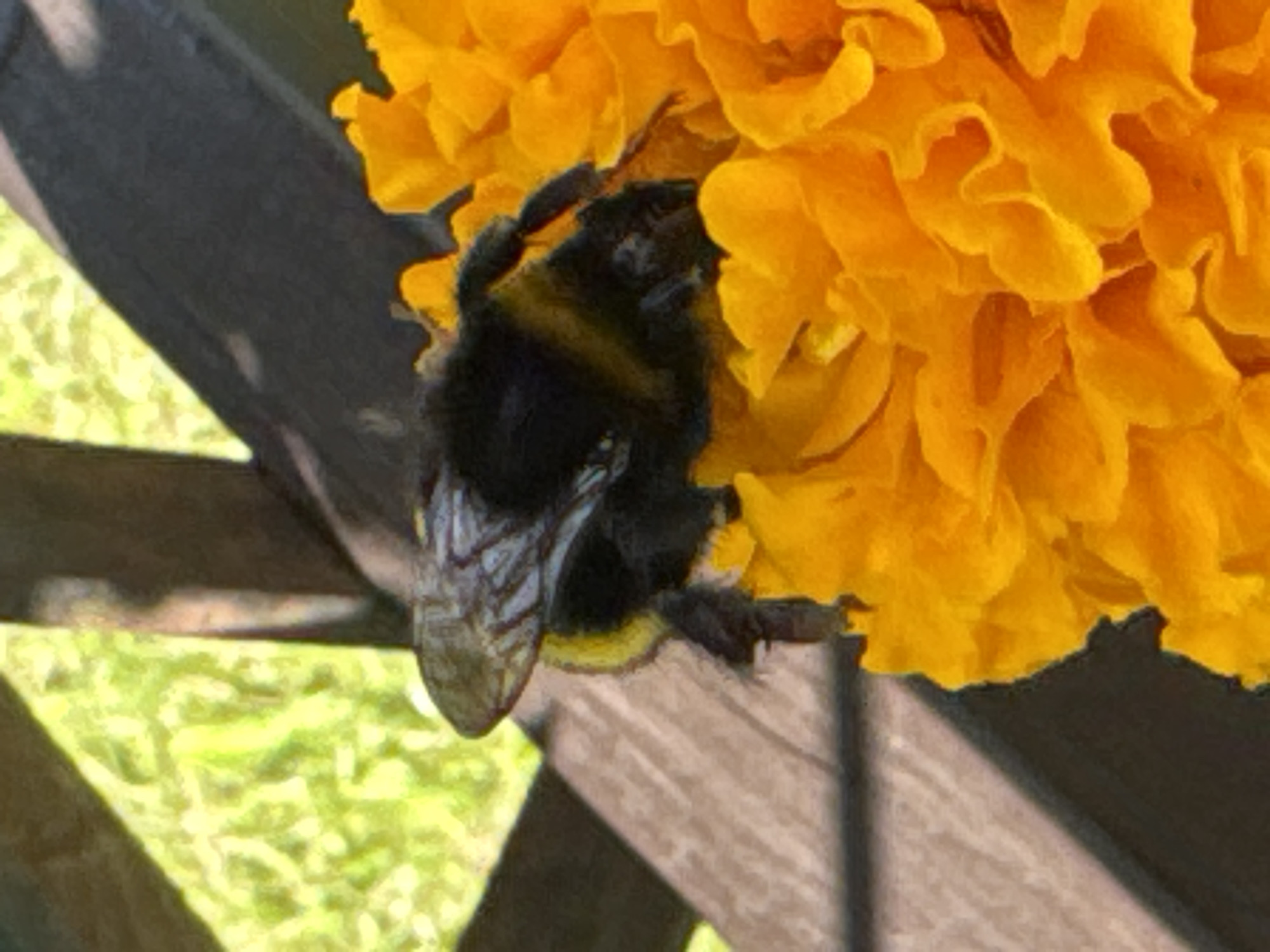 A bumblebee is perched on an orange flower. The bumblebee is black and yellow with translucent wings. The flower has ruffled petals and is vibrant orange. In the background, a wooden structure with shadows and blurred green foliage can be seen. The image appears to be taken outdoors on a sunny day. There is no indication of the location being in Riga, Latvia.