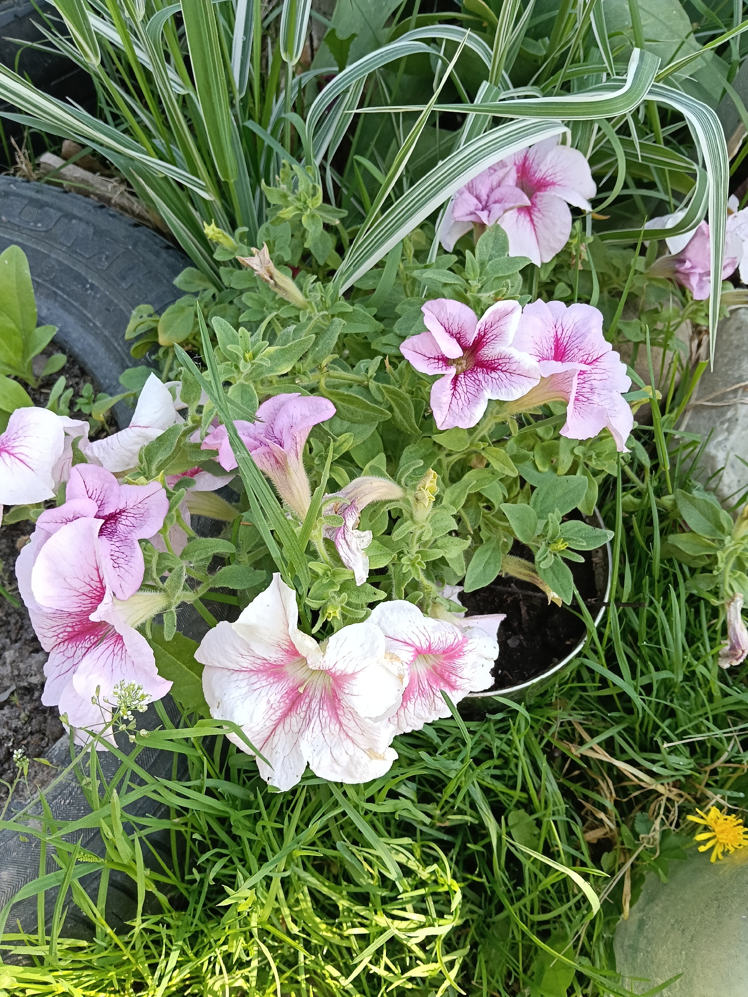 The image depicts a close-up of a flower pot containing petunias with white and pink petals and dark pink veining. The flowers are surrounded by various types of greenery including grass, and variegated leaves of another plant. The flower pot is partially visible. A black tire is on the left side of the image. The location is Красный Маяк, Russia.