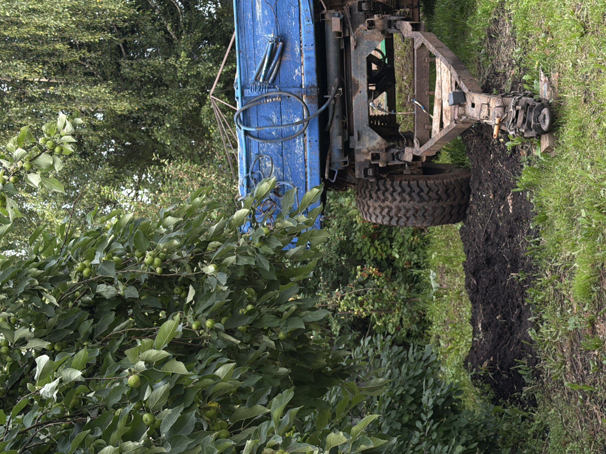 The image shows a rural scene with a blue trailer parked on a grassy area. The trailer is weathered and appears to be old. In the foreground, a pile of dark soil is visible. To the left, a tree with green leaves and small green fruits, possibly apples, hangs over the scene. The background consists of dense green foliage. The overall impression is one of a functional, outdoor storage or work area in a natural setting, possibly in a village or on the outskirts of a settlement. The location is stated to be in the city of Chaykovskaya, Russia, which aligns with the rural, natural elements depicted. There are no people visible in the image.