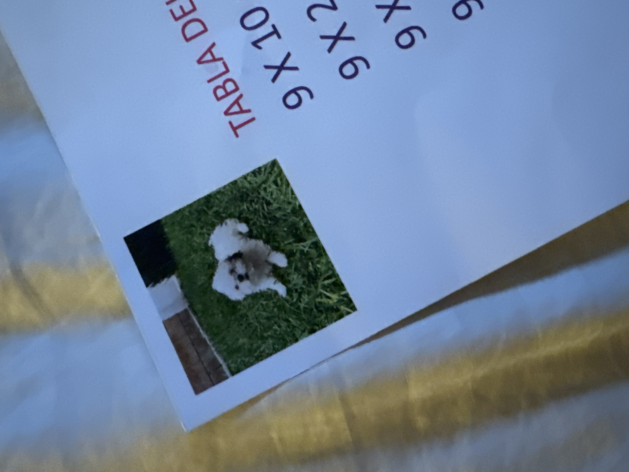 The image shows a close-up of a white paper or cardstock with red printed text including "TABLA DE" and "9 X 10" and "9 X 6" partially visible. A small square photograph of a dog on grass is affixed to the paper. The background is blurred but appears to be textured fabric with a golden hue. The location is not discernible from the image.