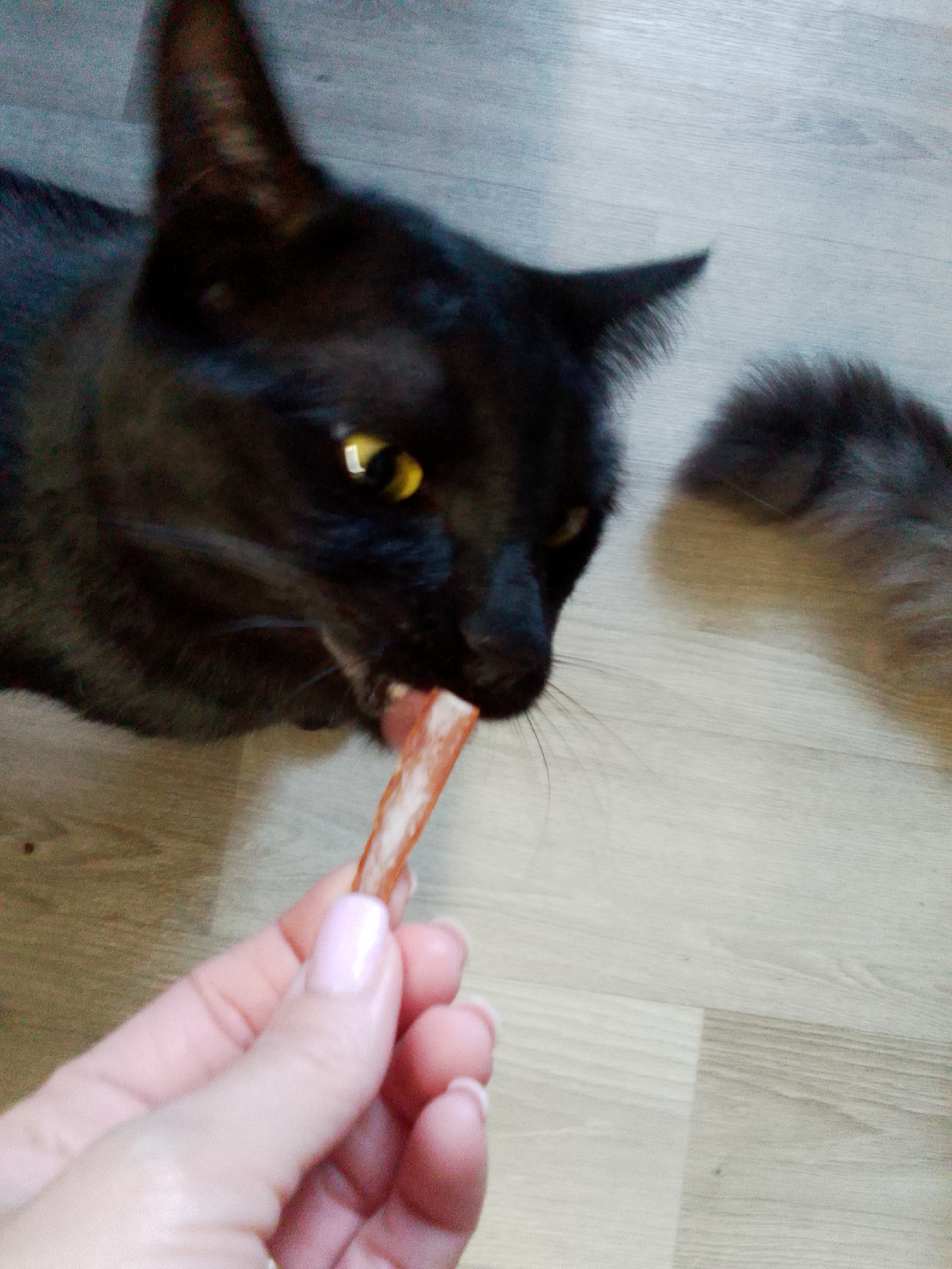 A black cat with yellow eyes is being fed a treat by a person's hand. The cat is in focus and actively licking the treat, which is held between the person's fingers. The person's hand has light pink nail polish. The background is a light-colored floor with a wood grain pattern. The lighting is artificial and appears to be from an overhead source.