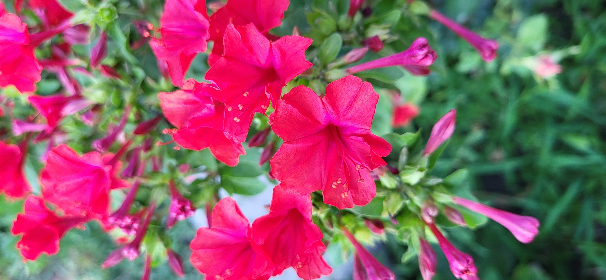 A close-up, vertical shot showcases a cluster of vibrant fuchsia four o'clock flowers (Mirabilis jalapa) in bloom. The flowers have delicate, trumpet-shaped petals that unfurl to reveal prominent stamens with tiny, pollen-dusted anthers. Some buds are also visible, elongated and pointed, in various stages of development. The petals are a rich, saturated pink, with some variations in hue suggesting light playing on the surfaces. The background is softly blurred, composed of lush green foliage and hints of other out-of-focus pink blooms, creating a shallow depth of field that emphasizes the flowers in the foreground. The image appears to be taken outdoors in a garden setting. No people or specific landmarks of Taldykorgan, Kazakhstan are discernible in this image.