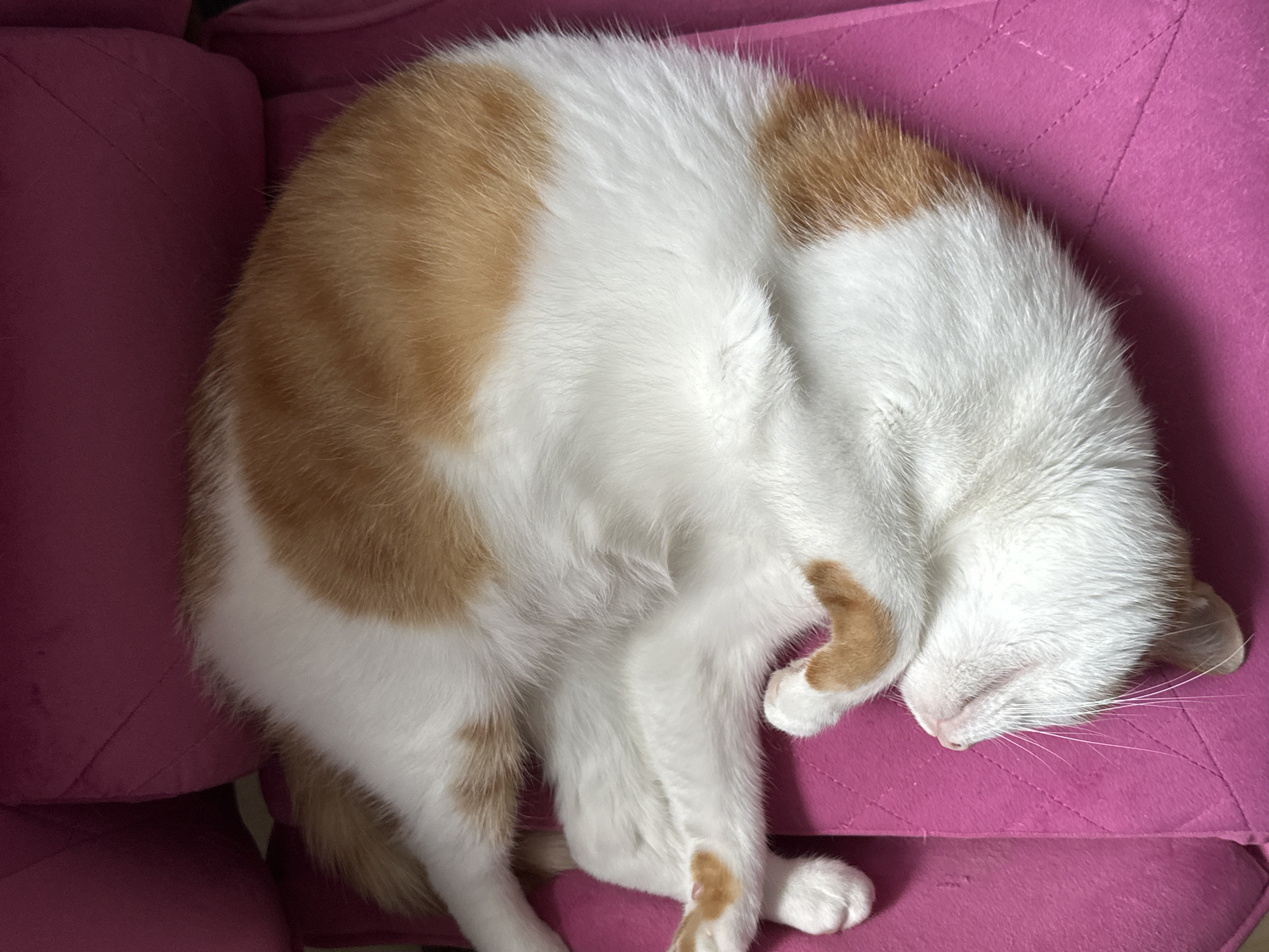 A white and orange cat is curled up asleep on a pink cushioned surface. The cat's head is tucked towards its body, and its paws are tucked in close. The lighting suggests an indoor setting. The image does not contain information about the city of Kyiv, Ukraine.
