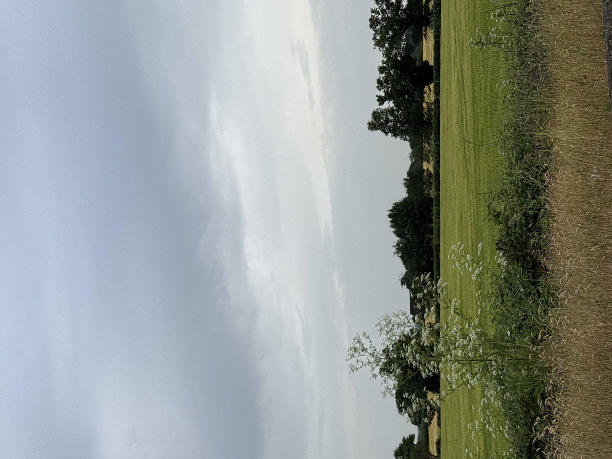 The image depicts a rural scene likely taken near Ipswich, United Kingdom. Dominating the left side of the image is an overcast sky, indicative of potentially unsettled weather. The right side features a field of green grass and crops with visible rows, suggesting agricultural land. Along the edge of the field is a verge comprised of taller, dry grasses and wildflowers, indicative of a natural boundary. A line of trees is visible between the field and the sky in the center of the image. No people or animals are visible.