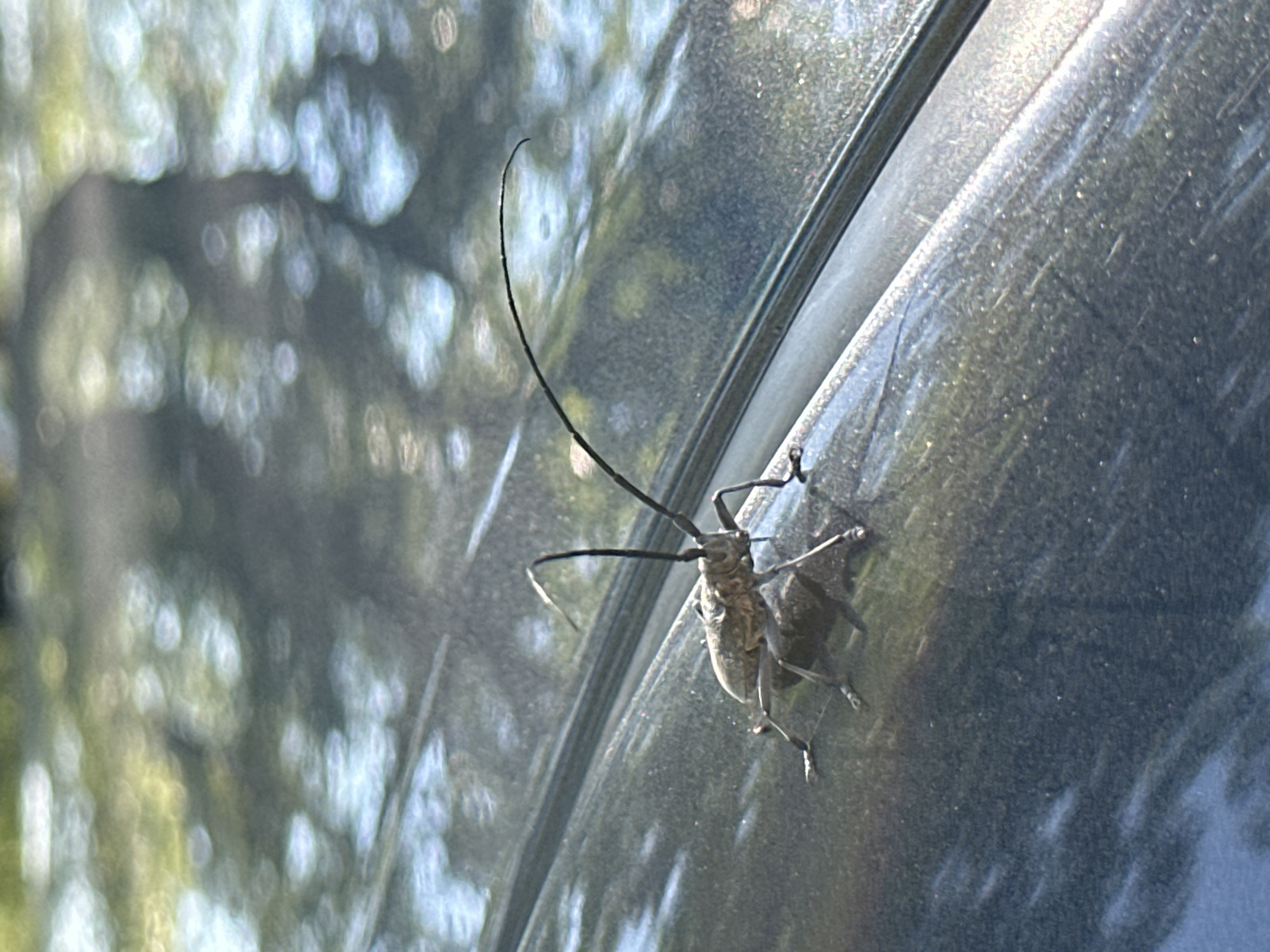 A longhorn beetle is shown from a low angle, resting on a dark, reflective surface that appears to be the hood of a car. The beetle is light brown with prominent antennae that extend significantly beyond its body. The surface it is on has a metallic sheen and is marred by numerous fine scratches. In the blurred background, sunlight filters through trees, creating dappled patterns of light and shadow. The overall scene suggests an outdoor setting in Yermakovskoye, Russia, likely during daylight hours. There are no people or other significant subjects visible in the frame.