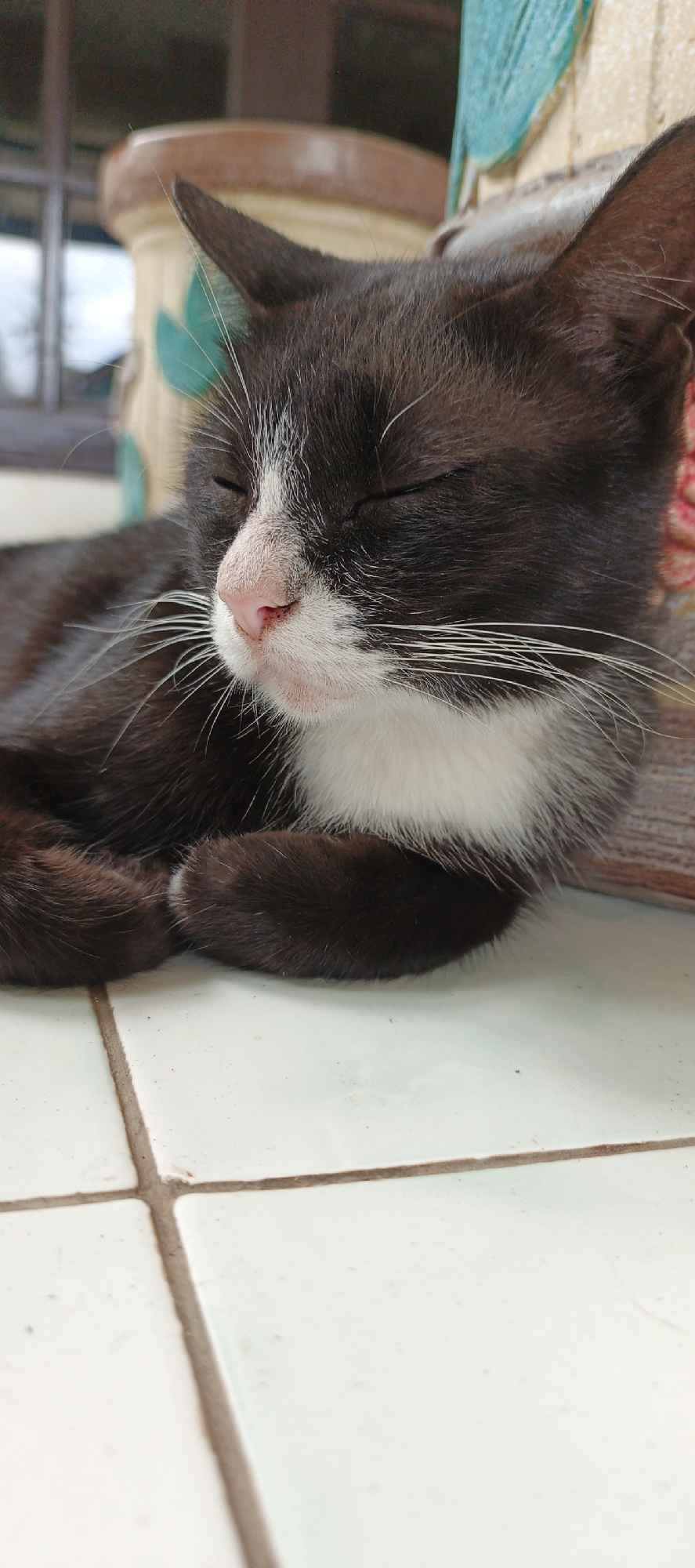 A close-up, eye-level shot shows a black and white kitten resting on a tiled floor in Moyudan, Indonesia. The kitten is lying on its side with its eyes closed, appearing to be asleep. Its fur is primarily black with white markings on its chest, chin, and a white stripe running down its nose. Long white whiskers extend from its muzzle, and its pink nose is visible. The background is blurred but suggests an outdoor setting with hints of a planter and some foliage. The lighting is natural, illuminating the kitten's face and the surrounding floor.
