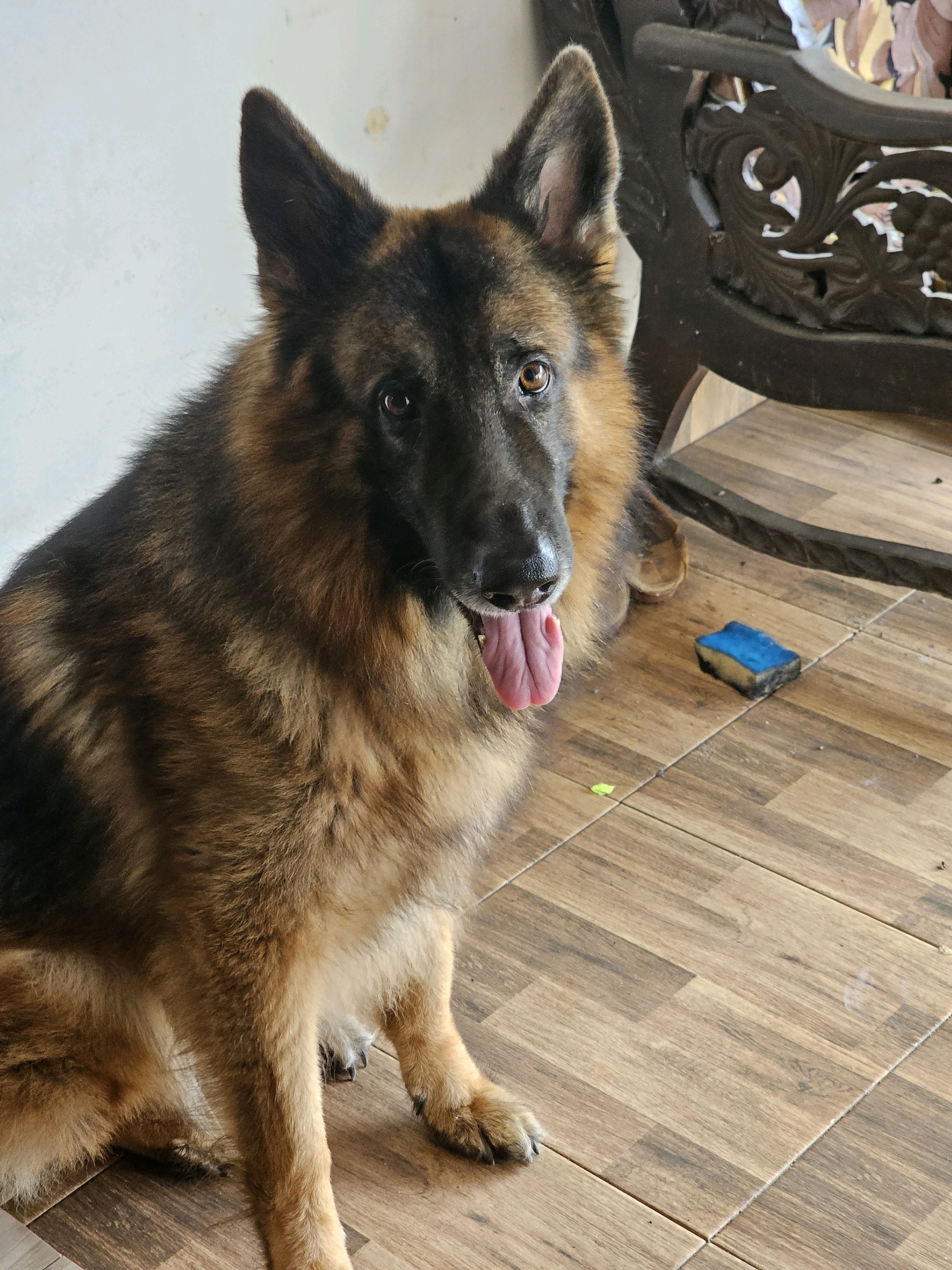 A German Shepherd dog with tan and black fur is sitting on a wooden tiled floor. Its tongue is hanging out, and its mouth is open. The dog is facing forward and slightly to the left. In the background, there is a dark wooden chair with intricate carvings, and a light-colored wall. A small blue and yellow sponge is visible on the floor to the right of the dog. The scene appears to be indoors, possibly in a home or shaded outdoor area. The location is identified as Dharga Town, Sri Lanka.