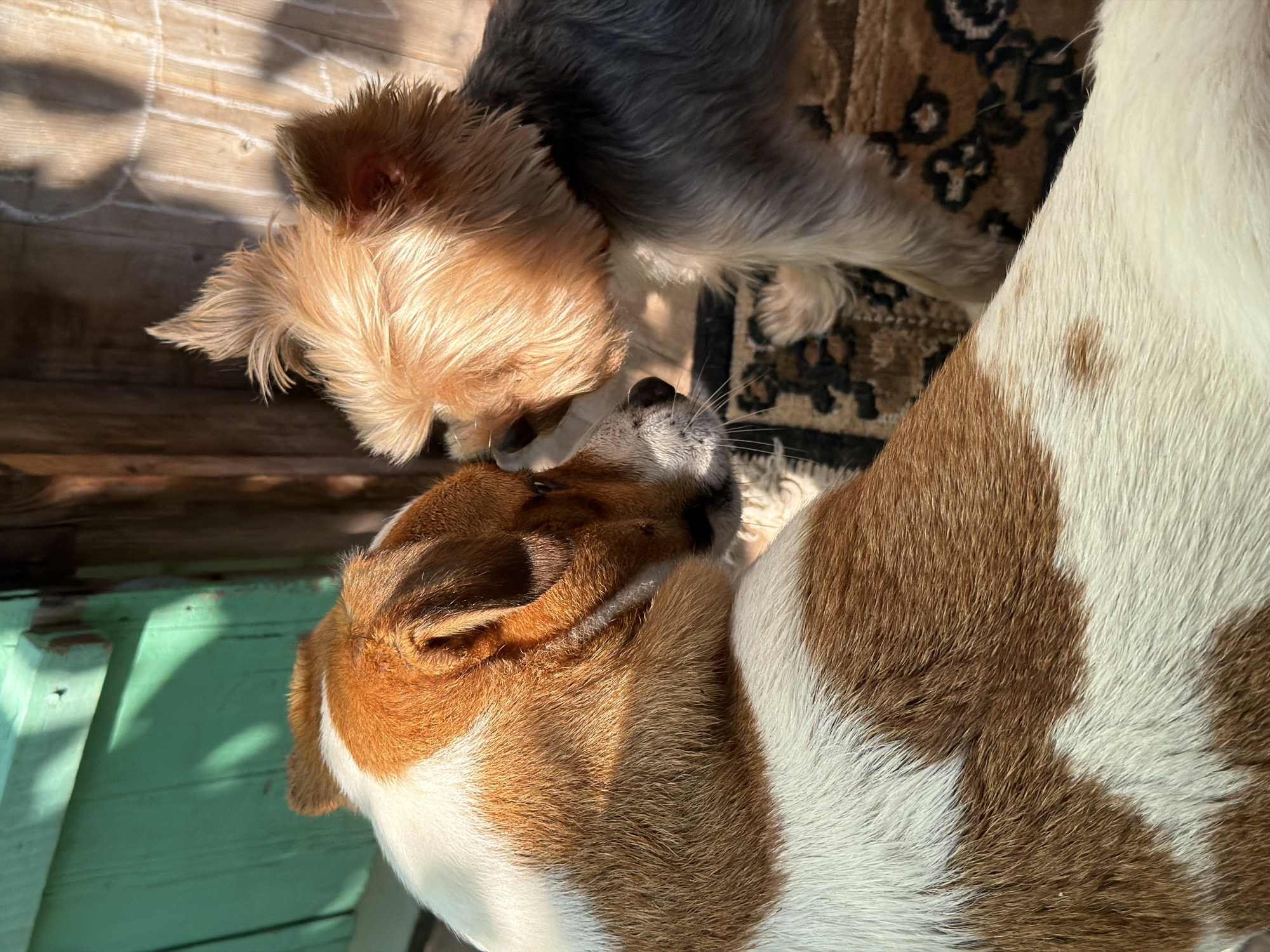 The image shows two dogs interacting closely, their muzzles touching. The dog in the foreground is larger, with brown and white markings. The dog in the background is smaller and appears to be a Yorkshire Terrier, with tan and gray fur. They are positioned on a rug with a patterned design. The environment is outdoors, with a green wooden structure on the left and a wooden wall with chalk markings on the right. Sunlight casts shadows on the scene. The location in the city of Sylva, Russia, is not discernible from the image.