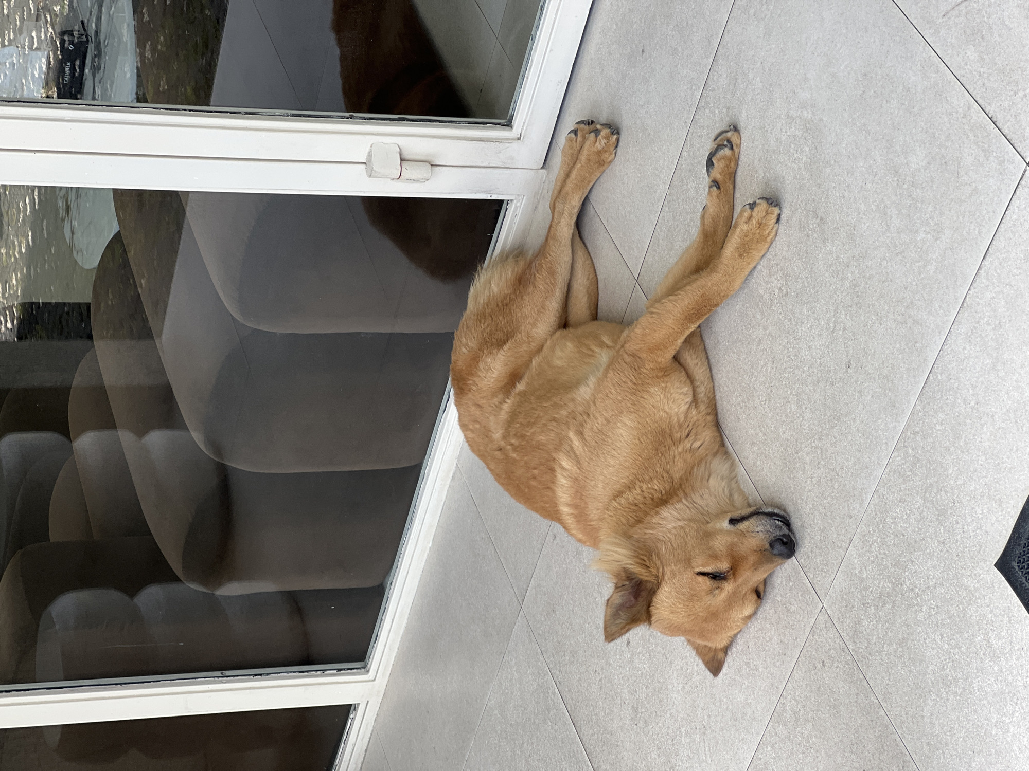 A medium-sized, tan-colored dog is lying on a gray tiled floor indoors next to a white-framed glass door or window. The dog is sprawled out, legs extended, and eyes closed, appearing to be asleep. The reflections in the glass show a room with dark-colored furniture. A partial object that appears to be a black floor mat is visible at the bottom right. The location is likely in a building in North Kuta, Indonesia.