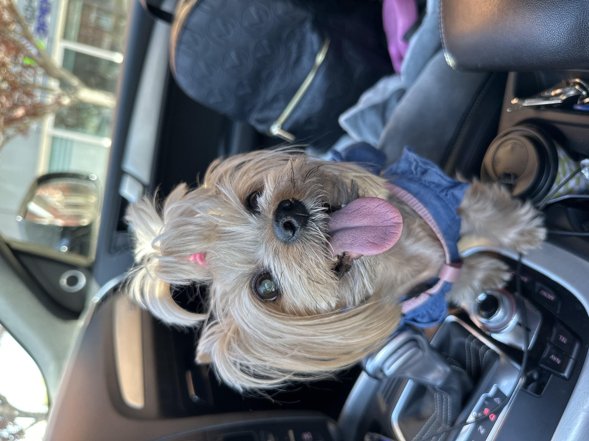 A medium-shot photograph shows a small, tan-colored dog with long hair sitting in the driver's seat of a vehicle. The dog is wearing a blue denim vest over a pink harness, and its tongue is sticking out. The vehicle's center console is visible, with a cup holder containing a coffee cup and other car controls. A black purse is placed in the background. The specific location in Sofia, Bulgaria, is not determinable from the visual information provided.