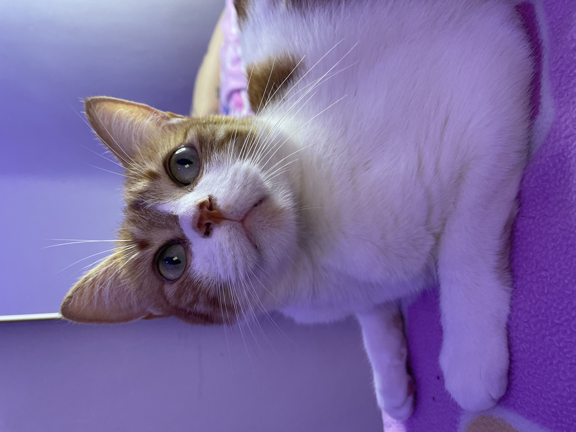 A medium shot depicts a cat lying on its side, staring directly at the camera. The cat is predominantly white with patches of orange tabby markings on its head and ears. It has green eyes and numerous white whiskers. The cat appears to be lying on a pink blanket. The background is a soft, diffused purple. There is no indication of the location in Buenos Aires, Argentina.