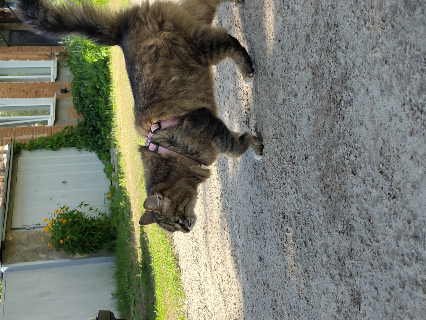 A long-haired tabby cat with a pink harness walks across a gravel path in front of a brick building with white garage doors. The cat is facing left, with its tail held high. Greenery, including a vine-covered wall and some yellow flowers, grows around the building. The ground is uneven and covered in small stones and dirt, with shadows cast by the sunlight.