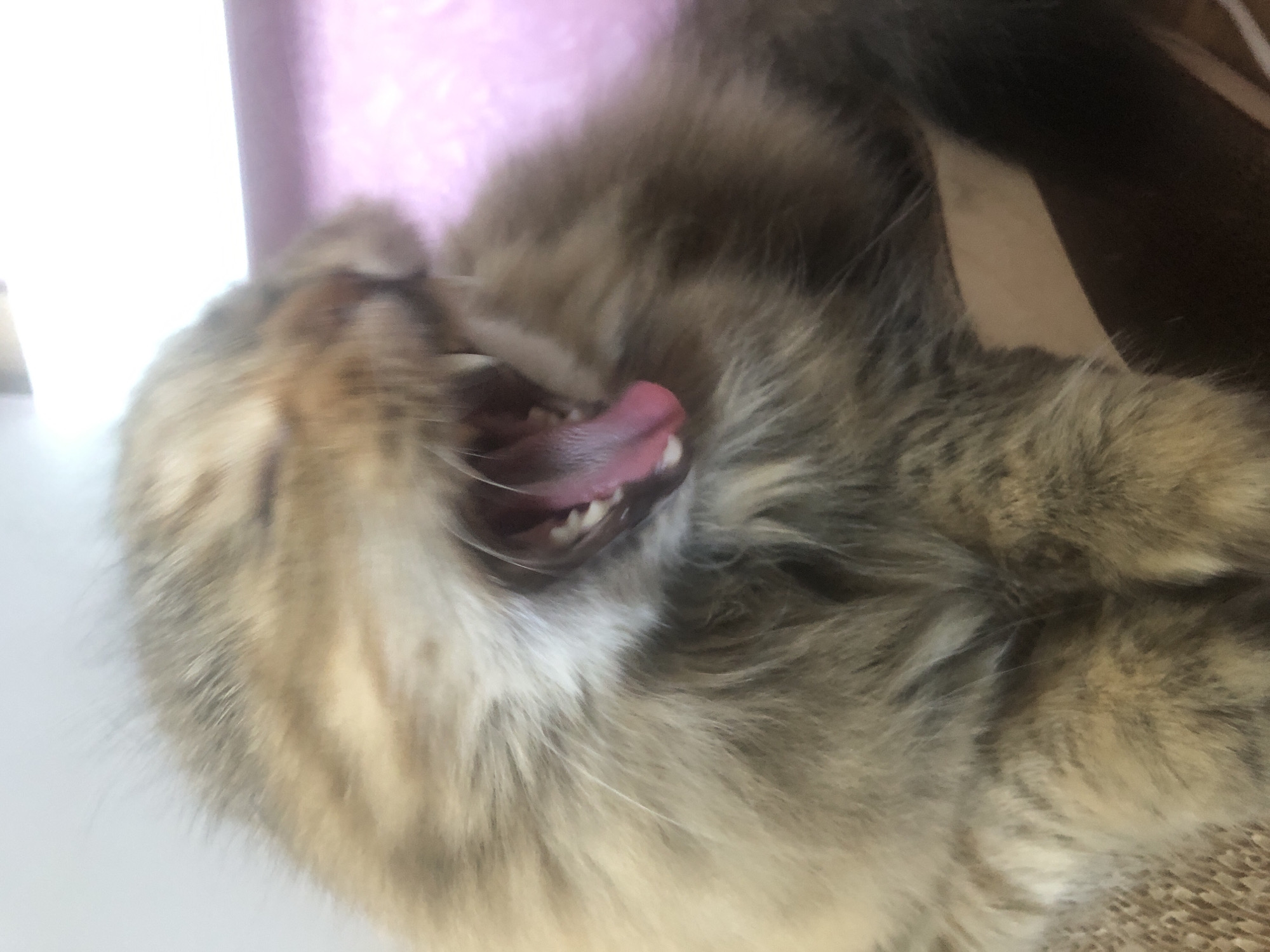 A close-up, top-down shot captures a cat yawning. The feline's mouth is wide open, revealing a pink tongue and small white teeth. Its fur, a mix of tan, brown, and black stripes, appears soft and fluffy. The cat's eyes are closed, suggesting it's either waking up or settling in for a nap. The background is softly blurred, with hints of pink and brown, possibly indicating a blanket or bedding. The lighting is soft and diffused, creating a peaceful atmosphere. The focus is entirely on the cat, with no other objects or people visible in the frame. The image evokes a sense of comfort and relaxation.