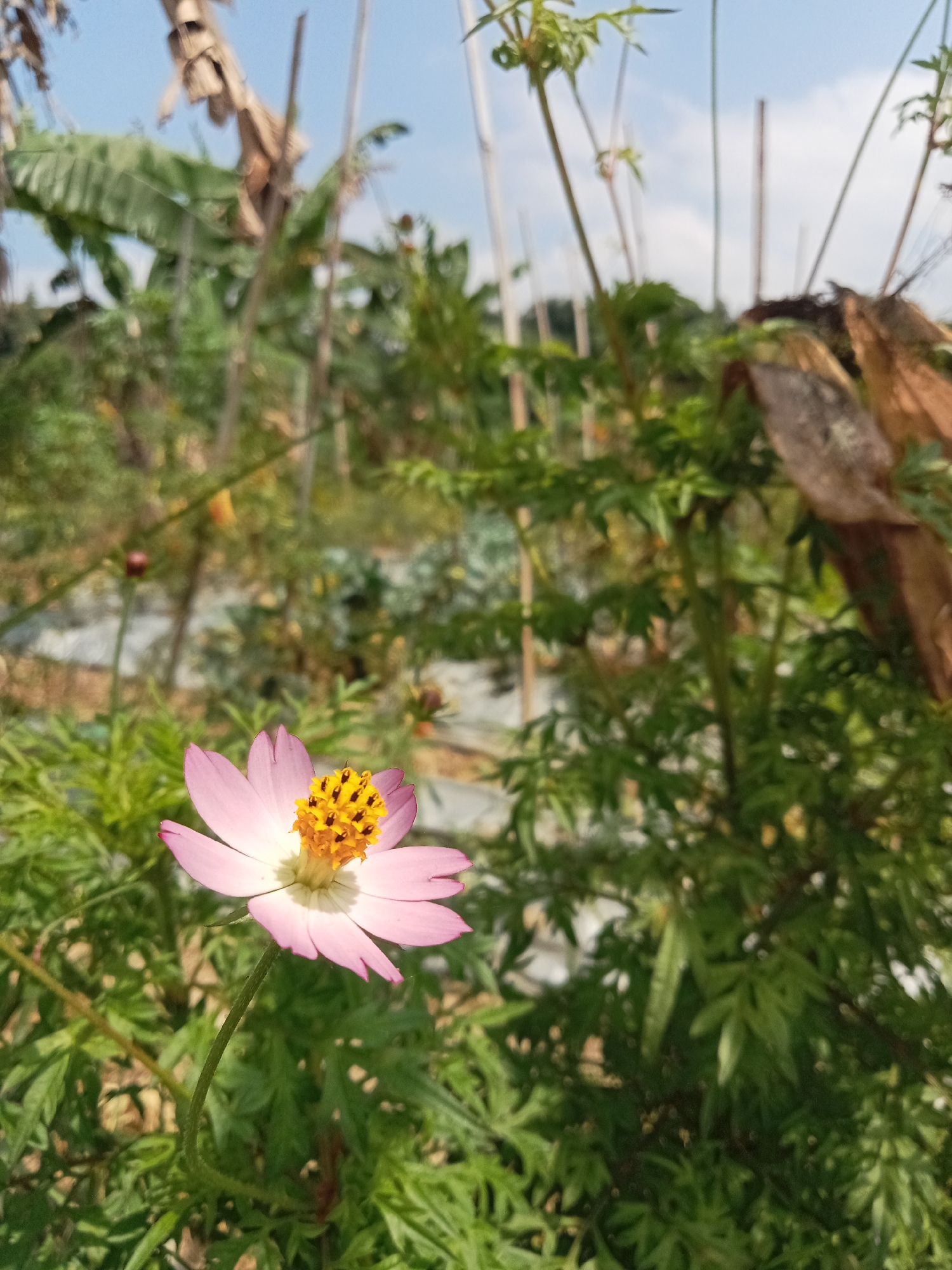 A single pink Cosmos flower with a yellow center is in focus in the foreground of the image, with blurred green foliage surrounding it. In the background, banana leaves and trees are visible under a bright sky with scattered clouds. The scene appears to be in an outdoor garden or rural area. The image was taken in Pancurwening, Indonesia.