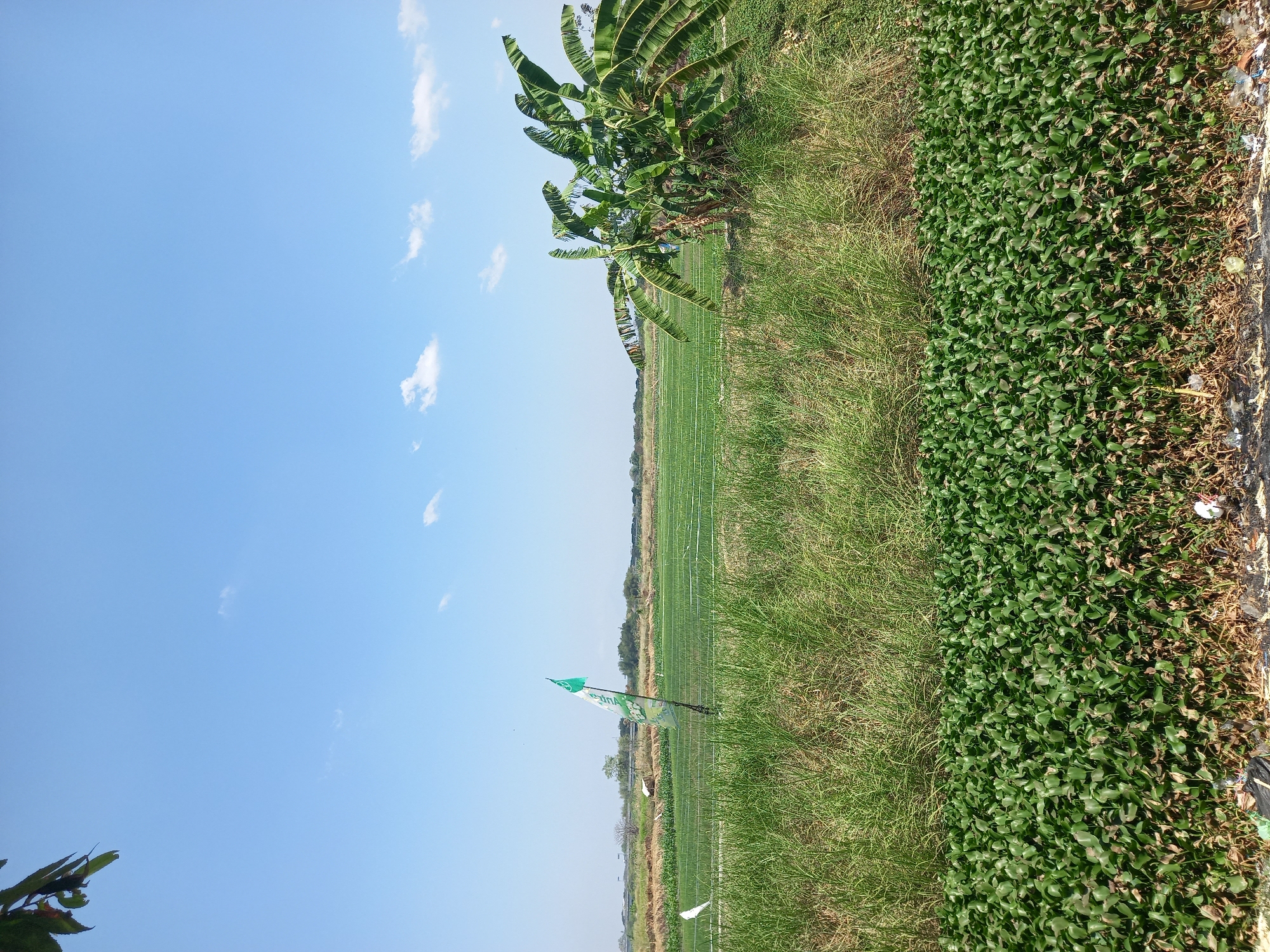 This is an outdoor, eye-level, medium shot photograph taken in the city of Morowudi, Indonesia, showcasing a rural landscape on a bright, clear day. The sky is a vibrant, cloudless blue, with only a few wispy white clouds present. In the foreground, a dense carpet of green water hyacinths covers the bottom portion of the frame. Behind the water hyacinths, tall, dry grass and reeds form a textured band, separating the water from the cultivated fields.
In the middle ground, a vast expanse of green farmland is visible. This field appears to be meticulously organized, with visible lines or rows suggesting it is a cultivated crop, likely onions or a similar vegetable, given the white netting visible in sections. A tall, slender green flag with some text and imagery flies from a pole in the middle of the field. To the right of the flag, a cluster of banana trees with their characteristic large, drooping leaves adds a tropical element to the scene. A small white bird, possibly a heron or egret, stands near the edge of the grassy area, facing away from the camera.
In the far distance, a line of trees and low hills forms the horizon. A small, simple building with a dark roof is nestled among the trees to the left of the flag. The overall impression is one of agricultural activity and a tranquil, sun-drenched rural environment. The ground in the immediate foreground, beneath the water hyacinths, appears to be a mixture of dry vegetation and some scattered litter, including white plastic bags and debris, indicating human presence and waste.