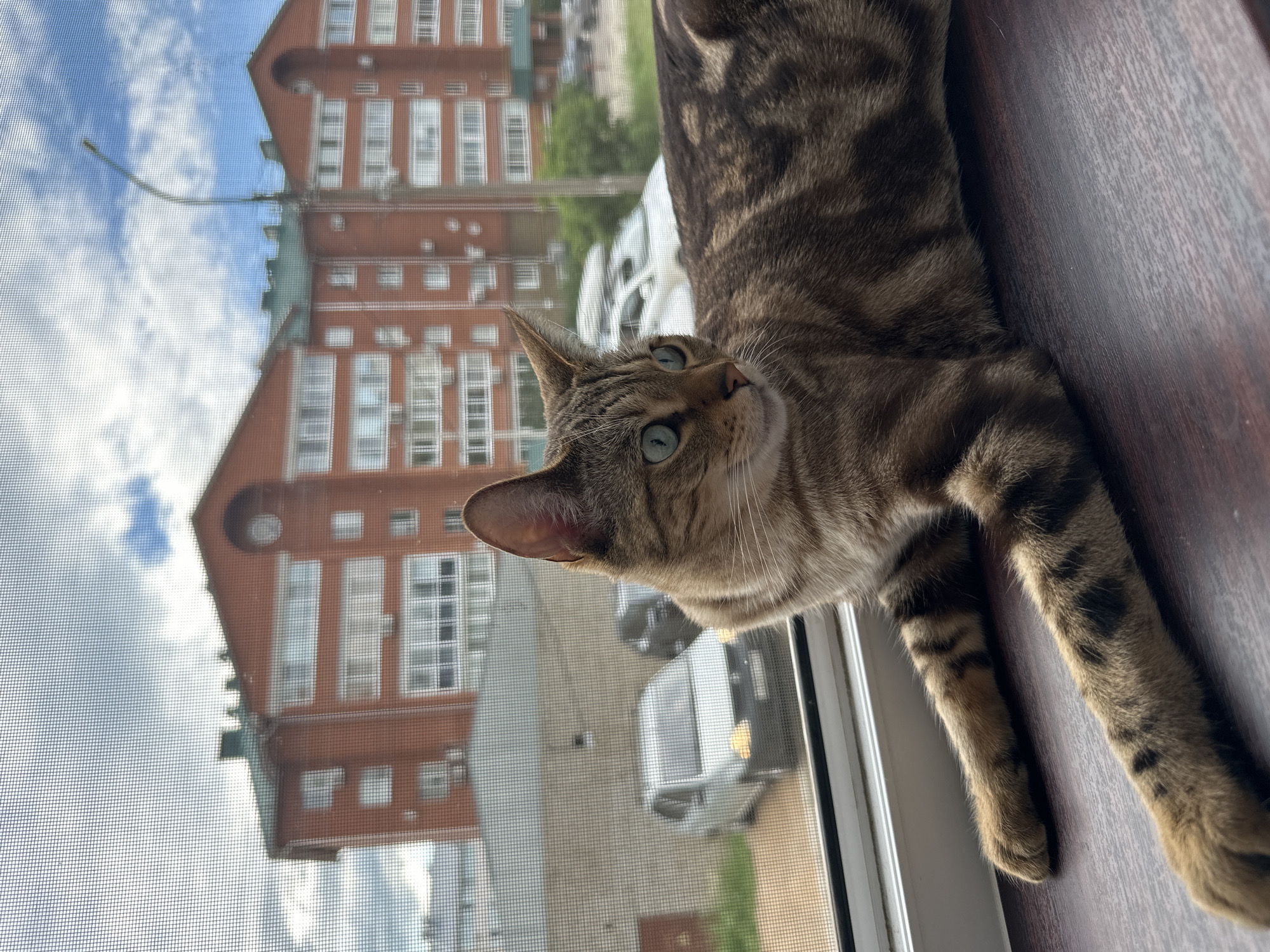 A tabby cat with bright blue eyes is lounging on a wooden surface next to a window with a screen. The cat is mostly in focus, with its head tilted slightly upwards, looking off-camera. Its fur is a mix of brown and black stripes. Through the window screen, a reflection of a brick building with many windows is visible, along with a cloudy blue sky and some greenery. The building appears to be several stories high and has a distinctive architectural style. A street with vehicles is also reflected, suggesting an urban or suburban setting. The lighting indicates it is daytime, likely overcast due to the clouds. The scene evokes a sense of domestic calm, with the cat enjoying a view from its perch. No visible text is present in the image.